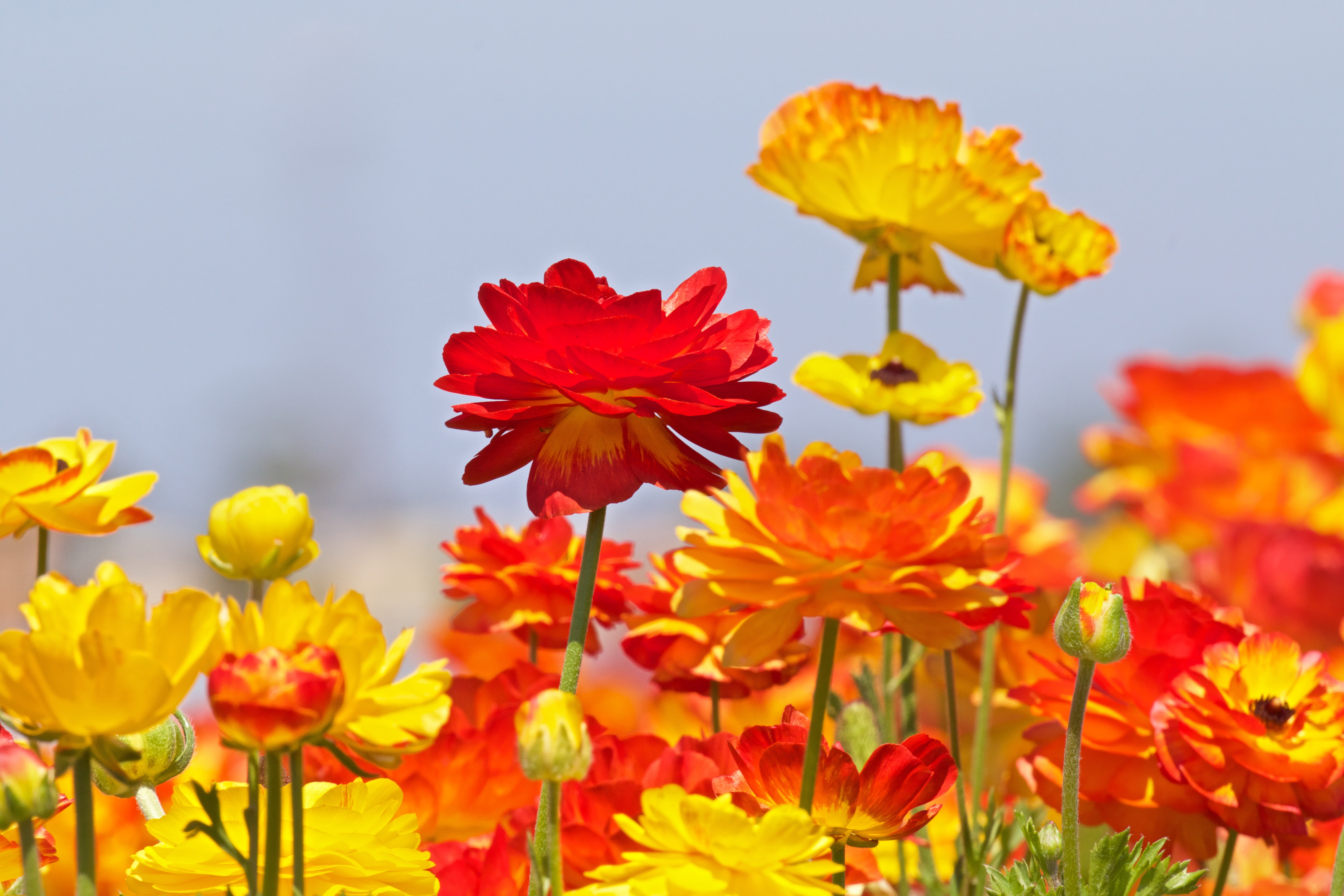 buds, buttercups, Ranunculus, 5K, HD Wallpaper