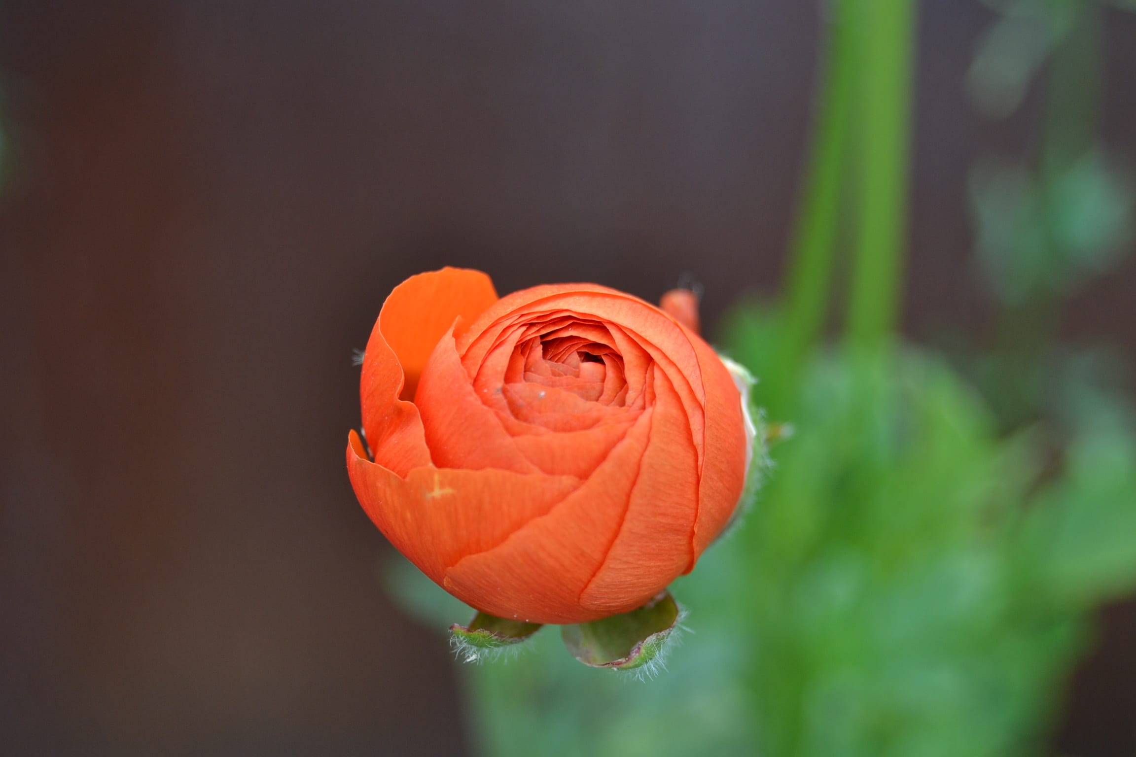 flower, focus on foreground, rose - flower, rose, 1080P, freshness, nature, close-up, orange color, softness, garden, plant, no people, vulnerability, HD Wallpaper
