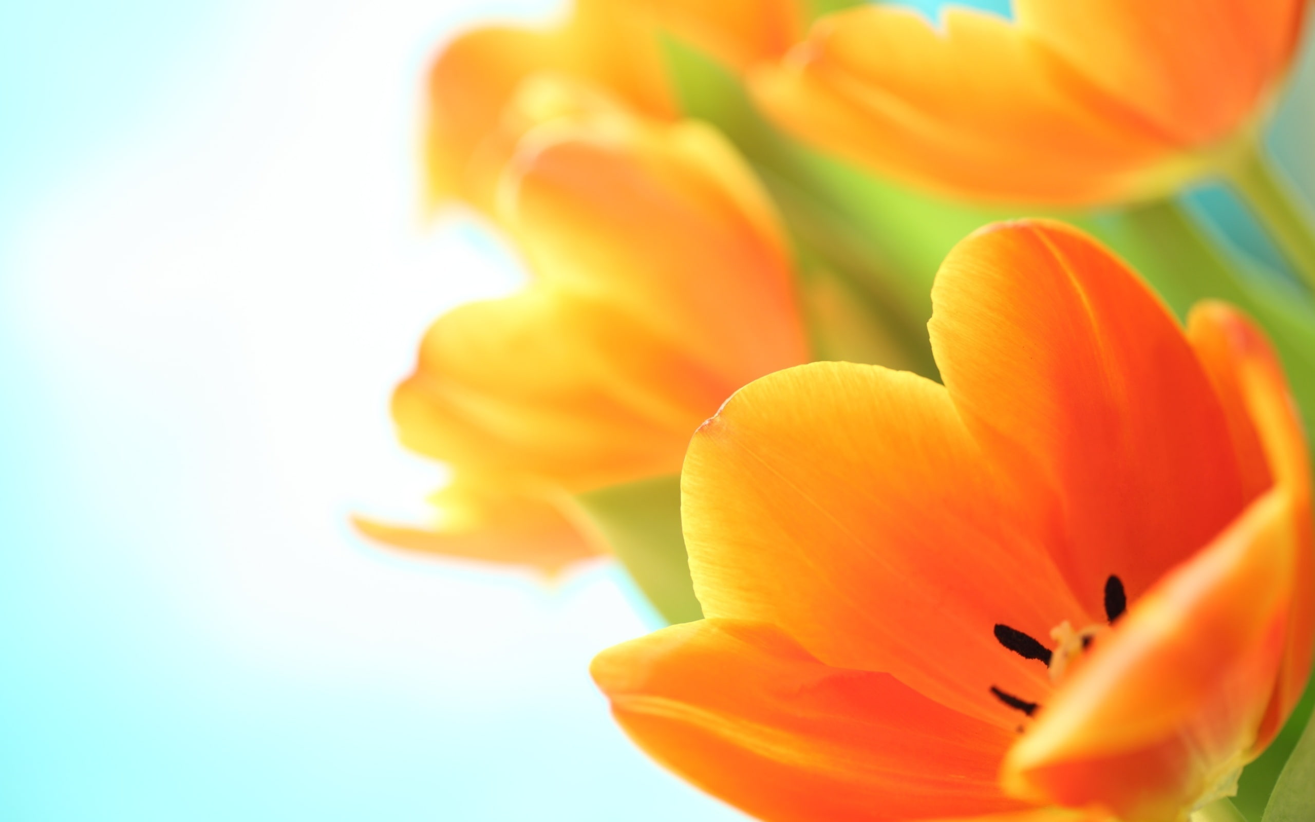 tulips, 2K, Tulip, Spring, Flowers, HD Wallpaper