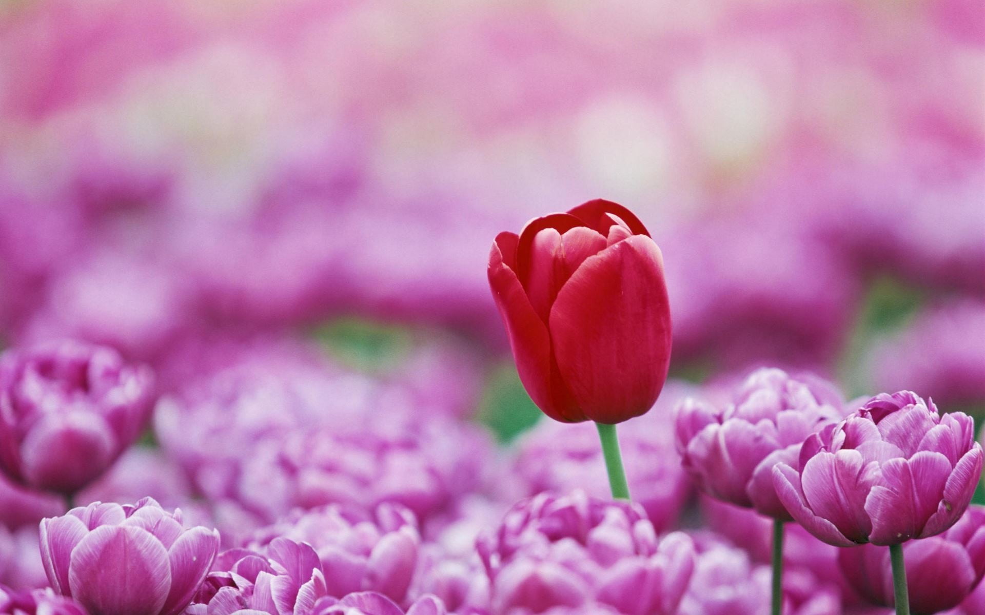gardening, freshness, red, vulnerability, focus on foreground, close-up, outdoors, inflorescence, soft focus, flower head, flowering plant, flower, no people, HD Wallpaper