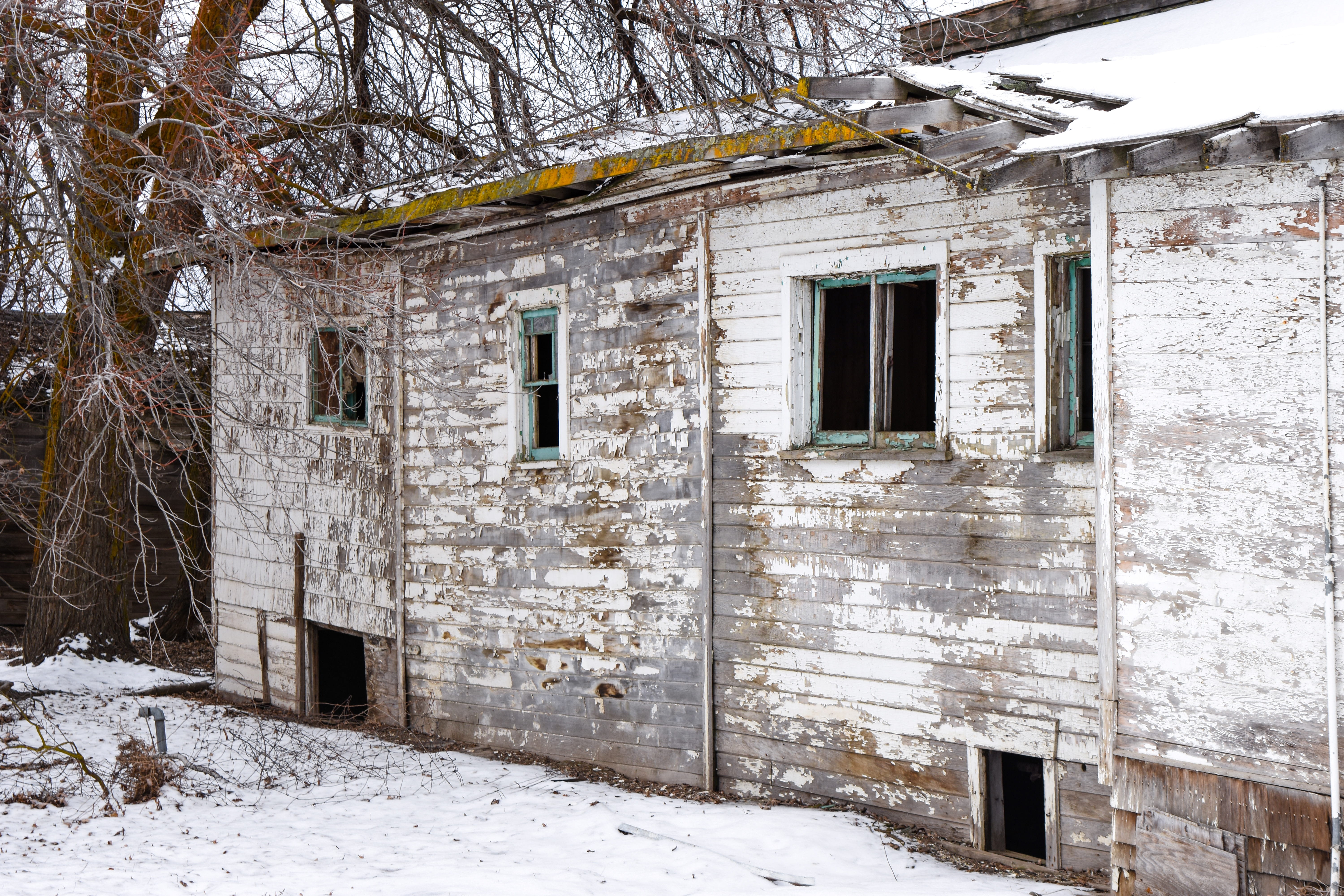 tree, white color, abandoned, house, covering, building, 5K, snow, outdoors, built structure, architecture, winter, window, old, cold temperature, back road, HD Wallpaper