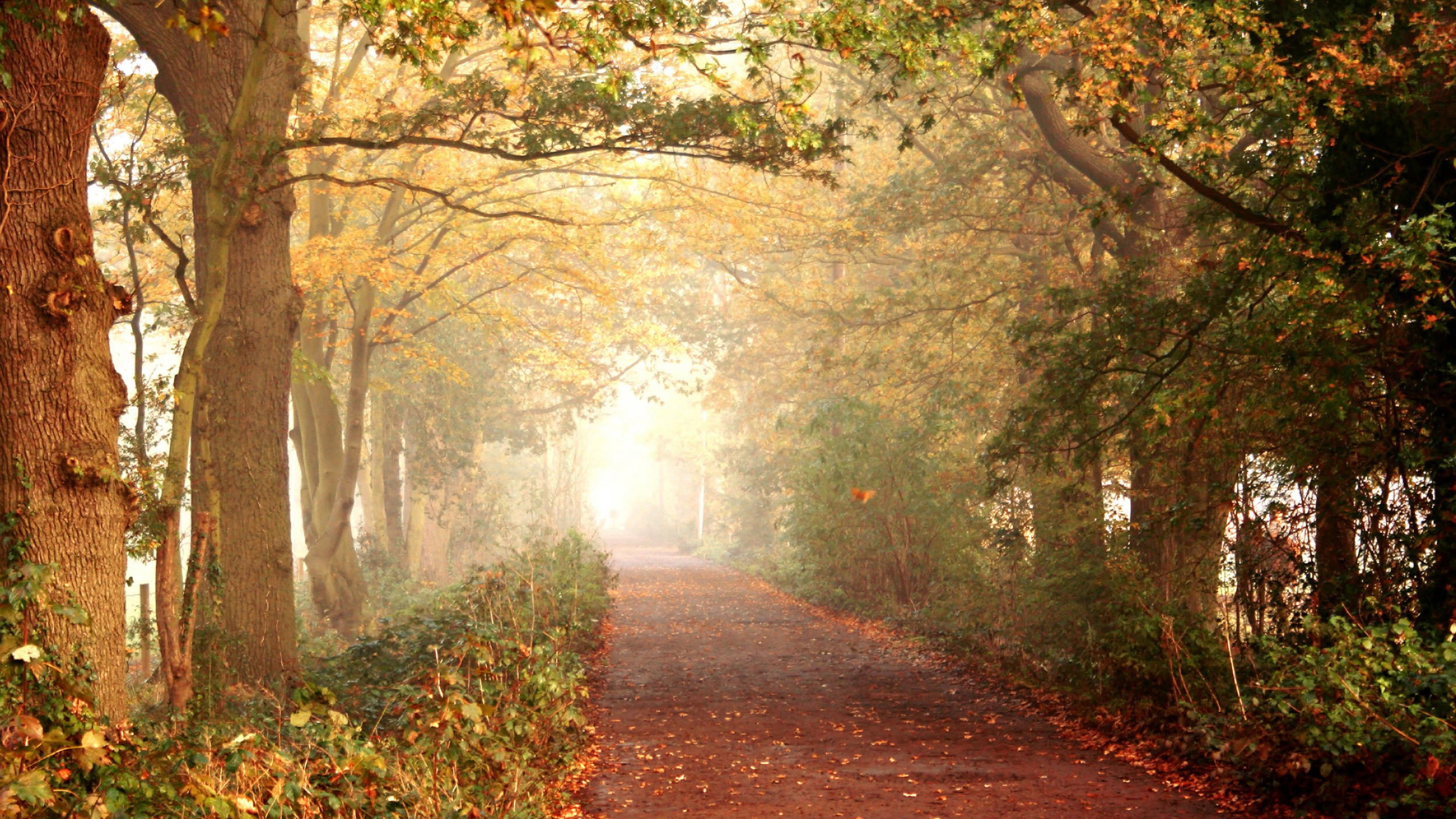 scenery, forest, scenic, beauty in nature, fog, change, footpath, the way forward, direction, clouds, road, old, leaves, woods, foliage, natural, sky, tree, HD Wallpaper