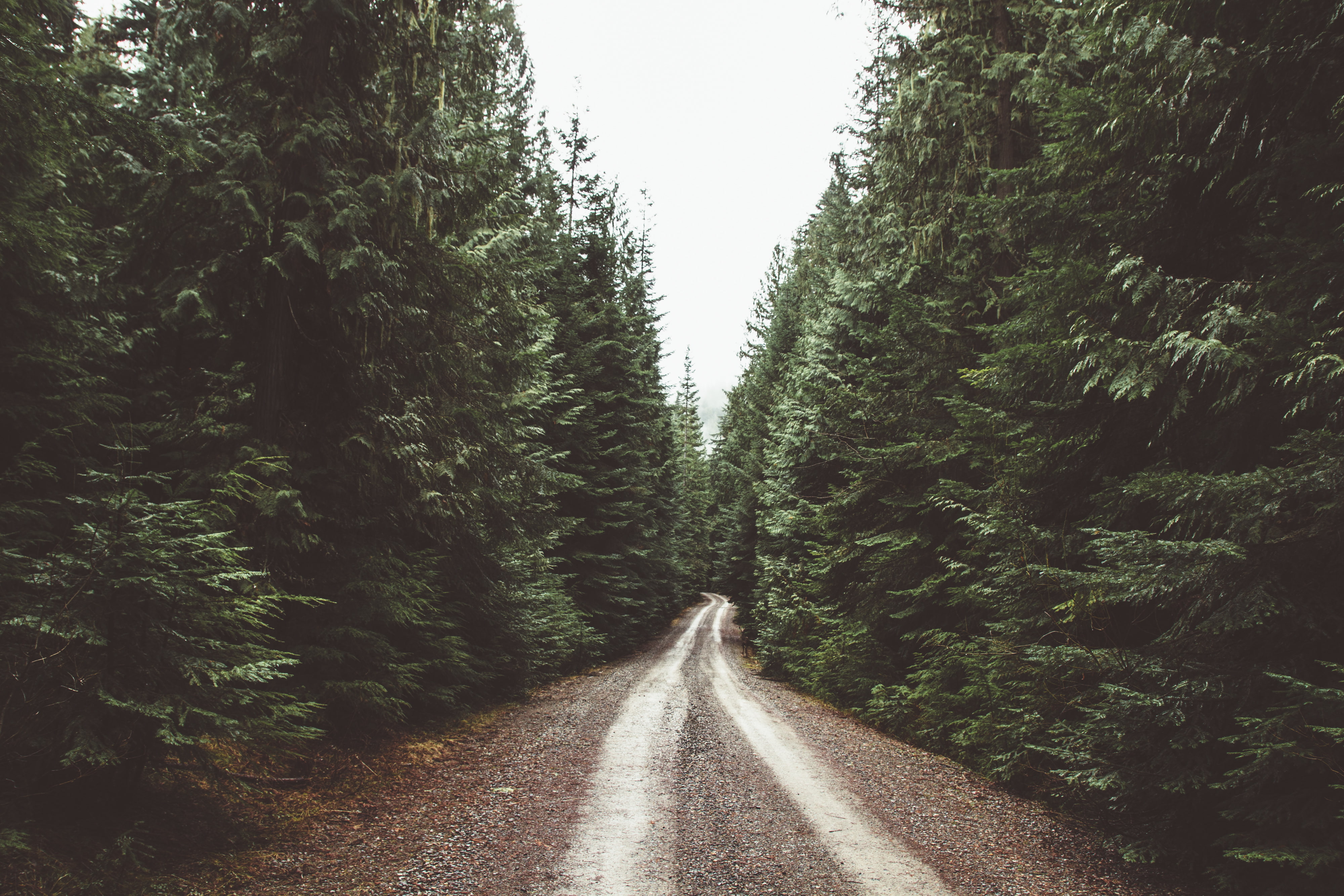 land, outdoors, transportation, footpath, direction, retro Styled, woodland, tranquility, forest, long, autumn, vanishing point, green Color, country Road, HD Wallpaper
