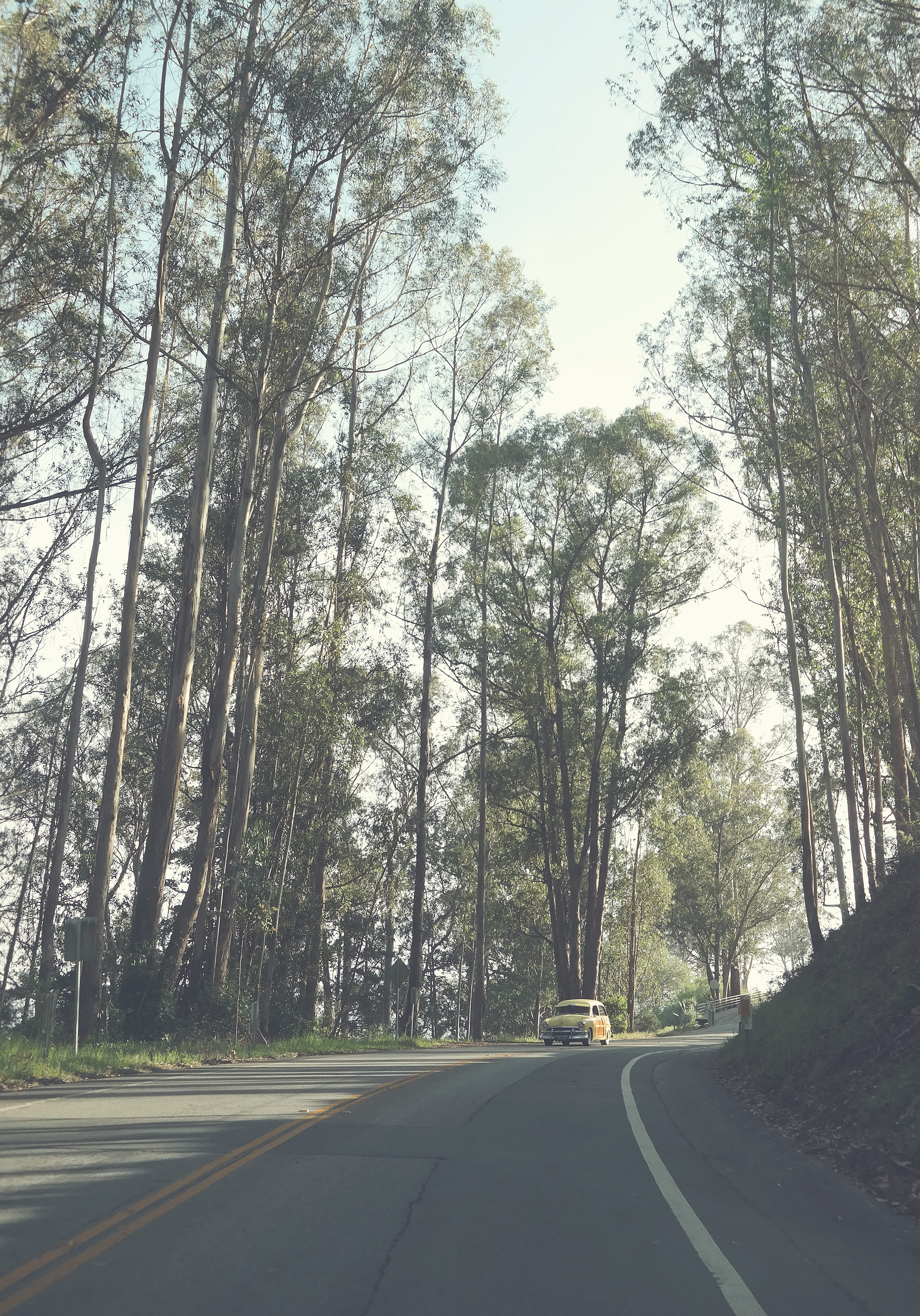 car, dividing line, road, tree trunk, 4K, forest, wood, old car, trunk, faded, gray, vintage, plant, transportation, brown, yellow, outdoors, surrounded, Phone HD Wallpaper