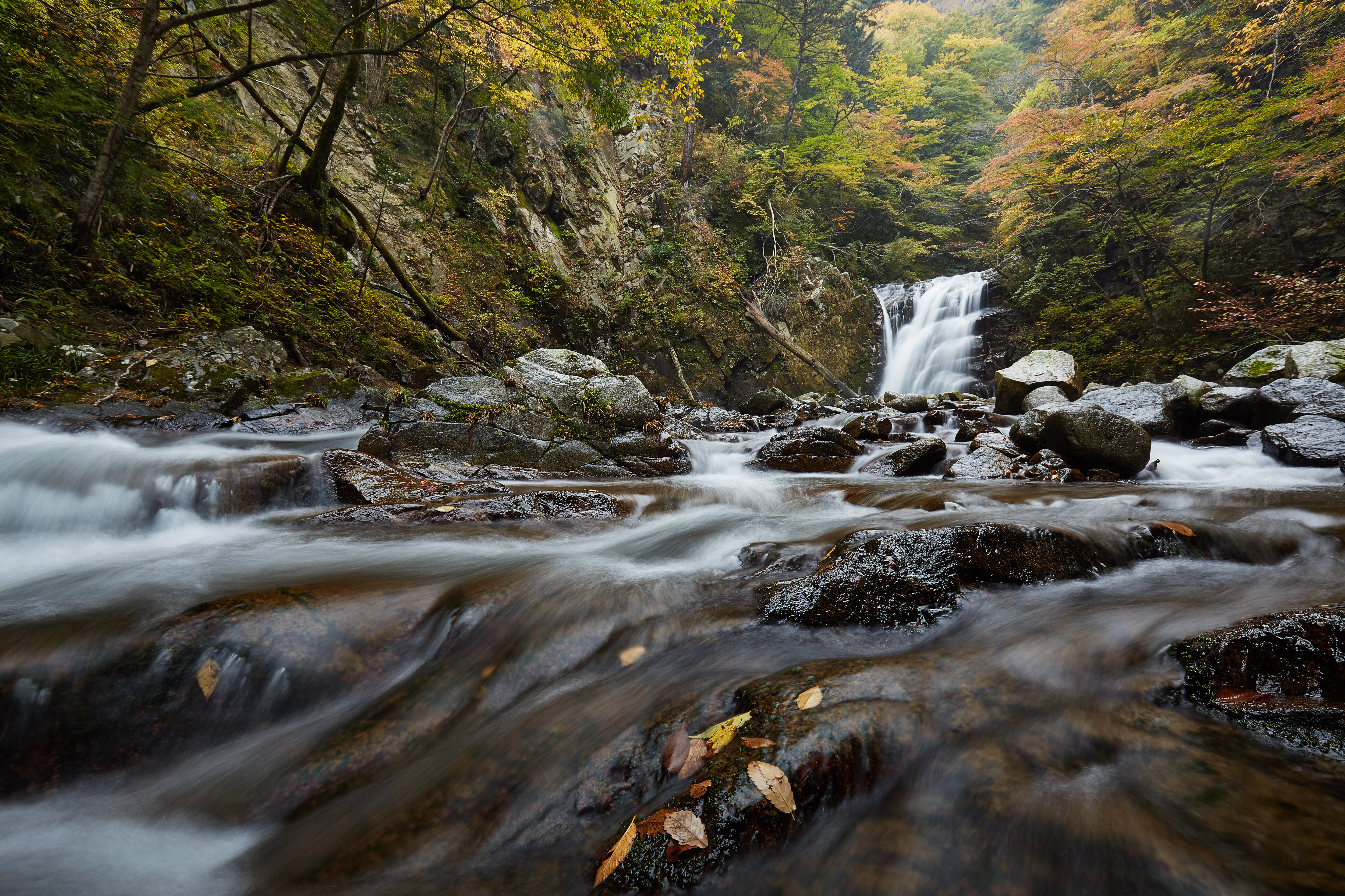 tree, 日本, Hirono, forest, 5K, stream, scenics, nature, autumn, waterfalls, waterfall, machi, water, JAPAN, photo, close up, cascading, beauty In Nature, HD Wallpaper