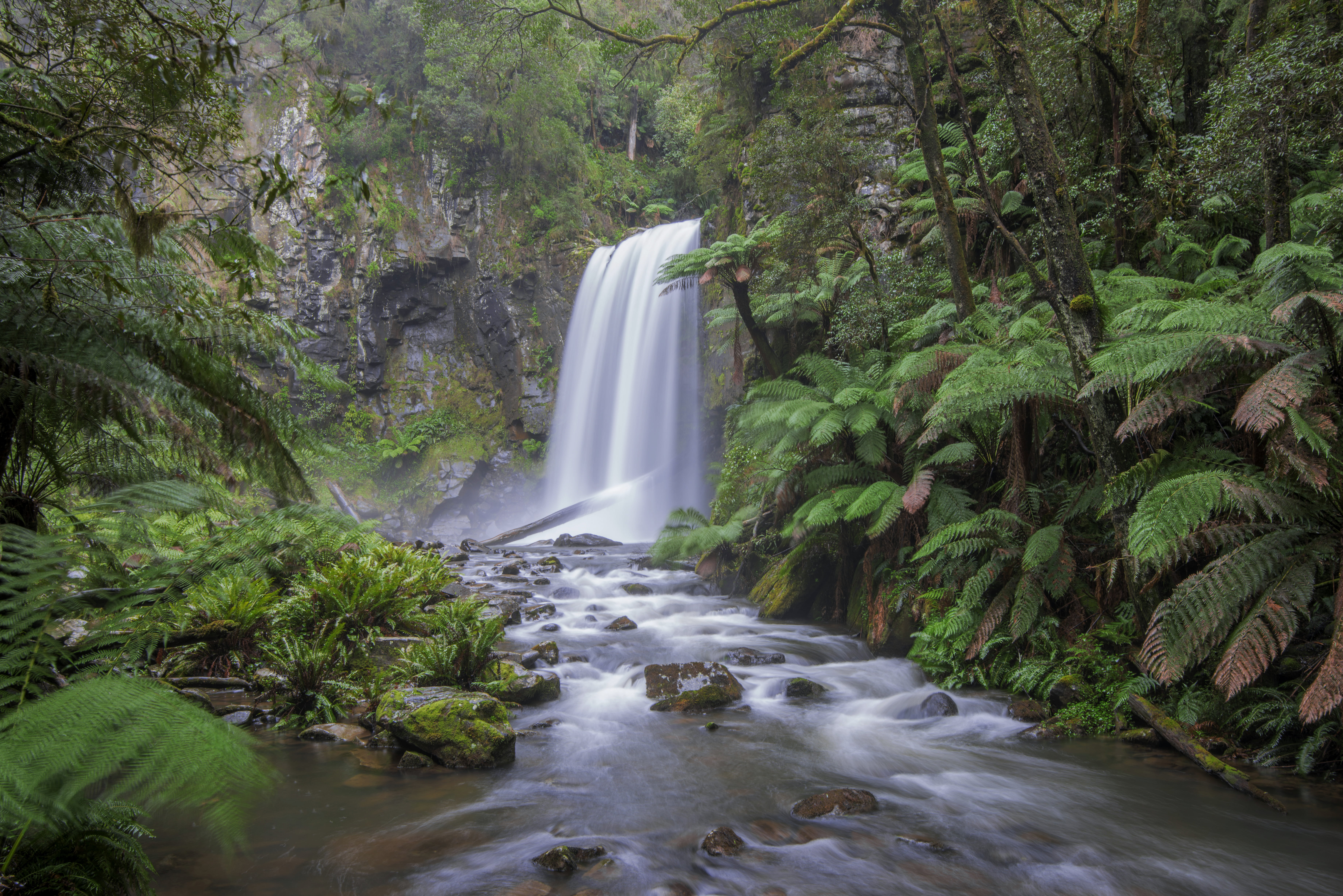 great  otway  national  park, hopetoun, river, waterfall, outdoors, water, photo, nature, freshness, scenics, nikon  d800, rainforest, leaf, lapse, tree, HD Wallpaper