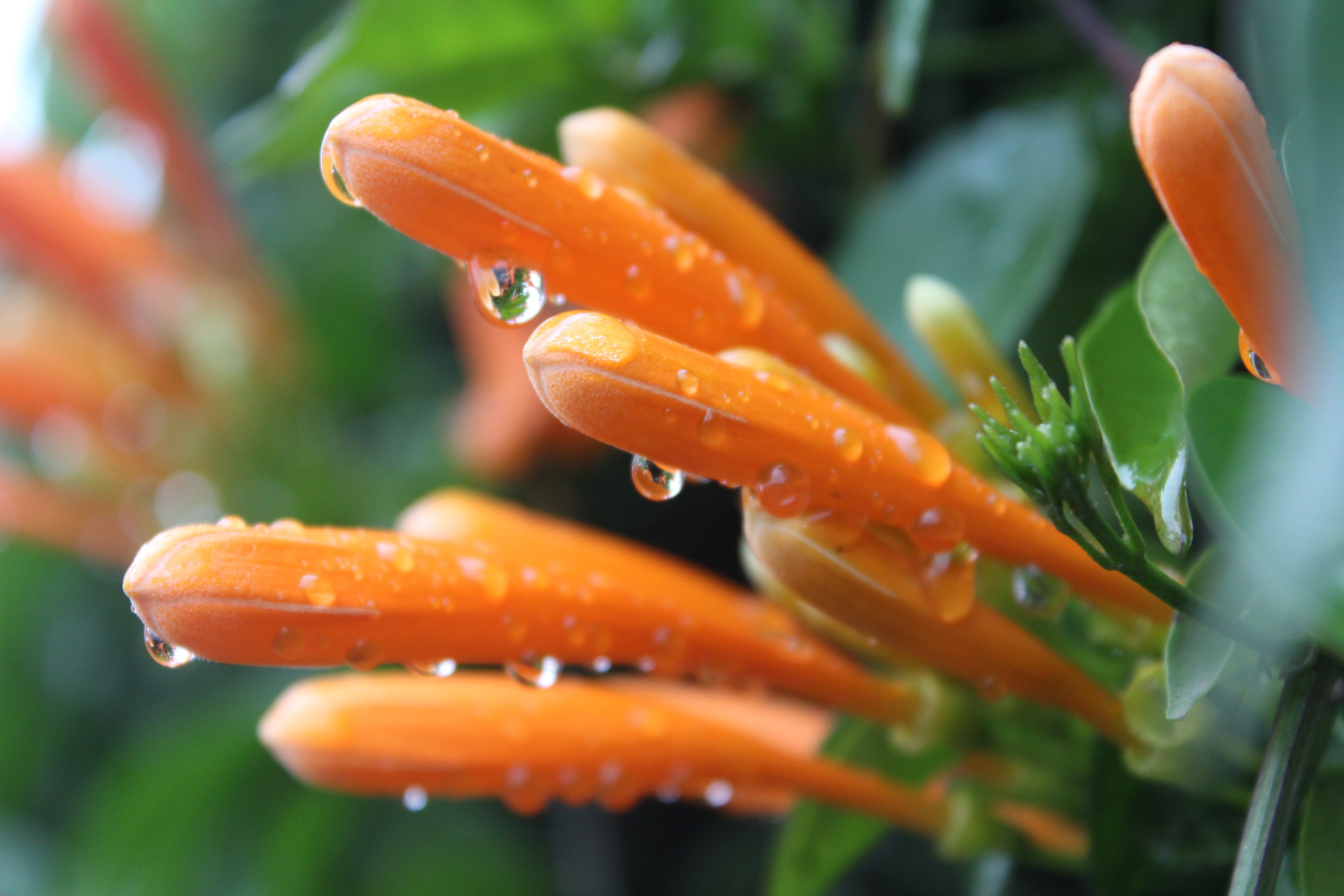 flowers, 5K, orange, closeup, water drops, HD Wallpaper