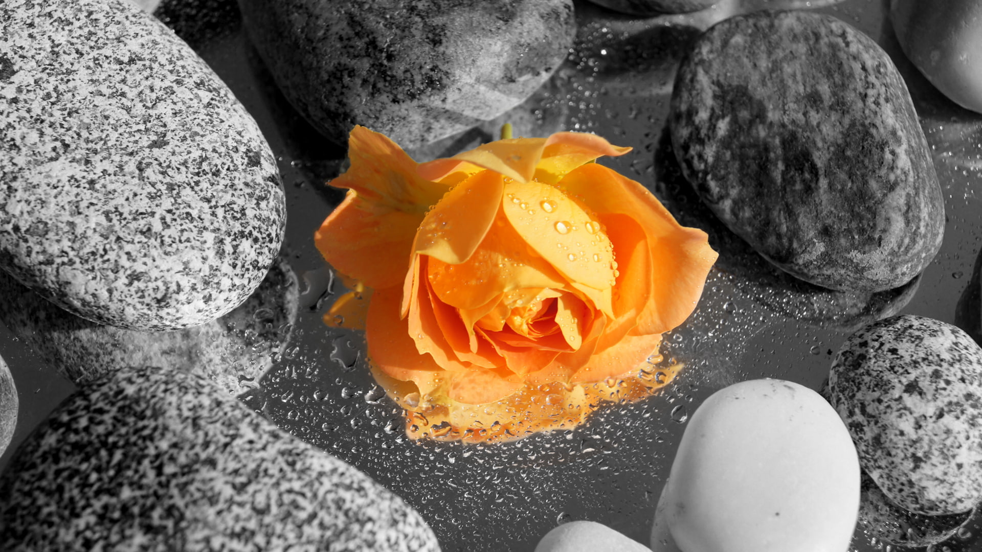 rose - flower, fragility, plant, no people, petal, inflorescence, day, high angle view, nature, rose, orange color, orange, stones, 1080P, water, freshness, HD Wallpaper
