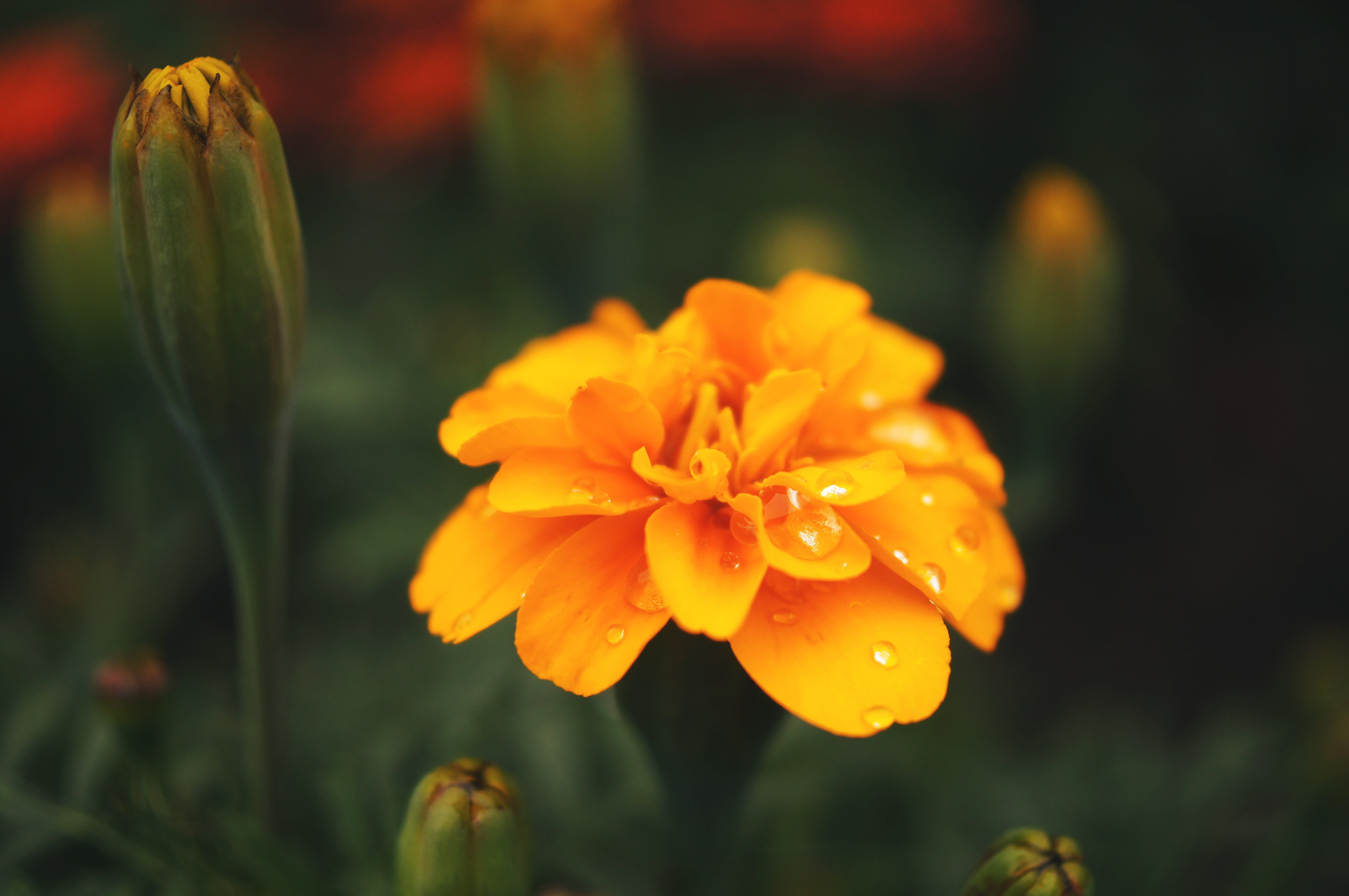 close-up, flower, flowering plant, marigold, no people, vulnerability, plants, nature, outdoors, flower head, pollen, yellow, 4K, plant, flowers, focus on foreground, HD Wallpaper