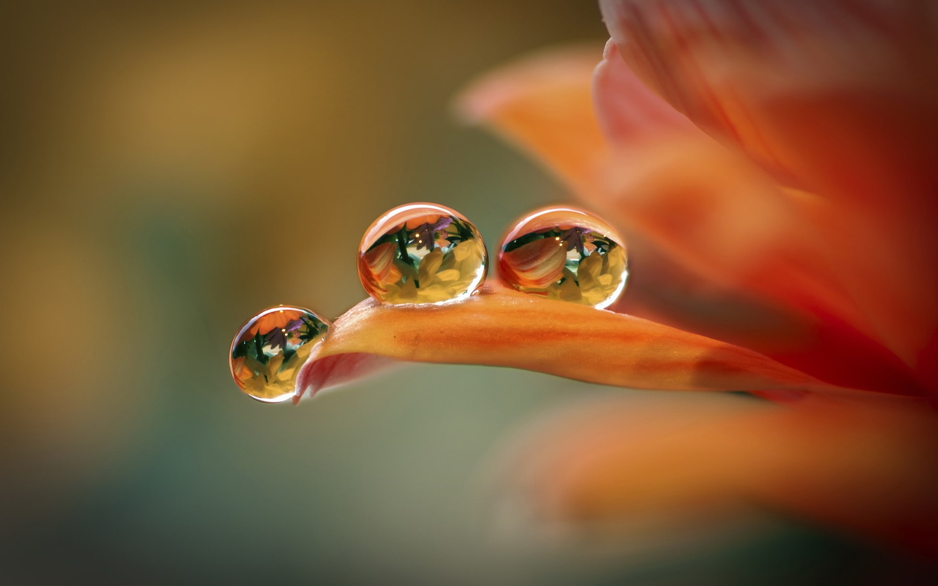 Macro, Flower, 1080P, Drops, Orange, Water, Petals, HD Wallpaper