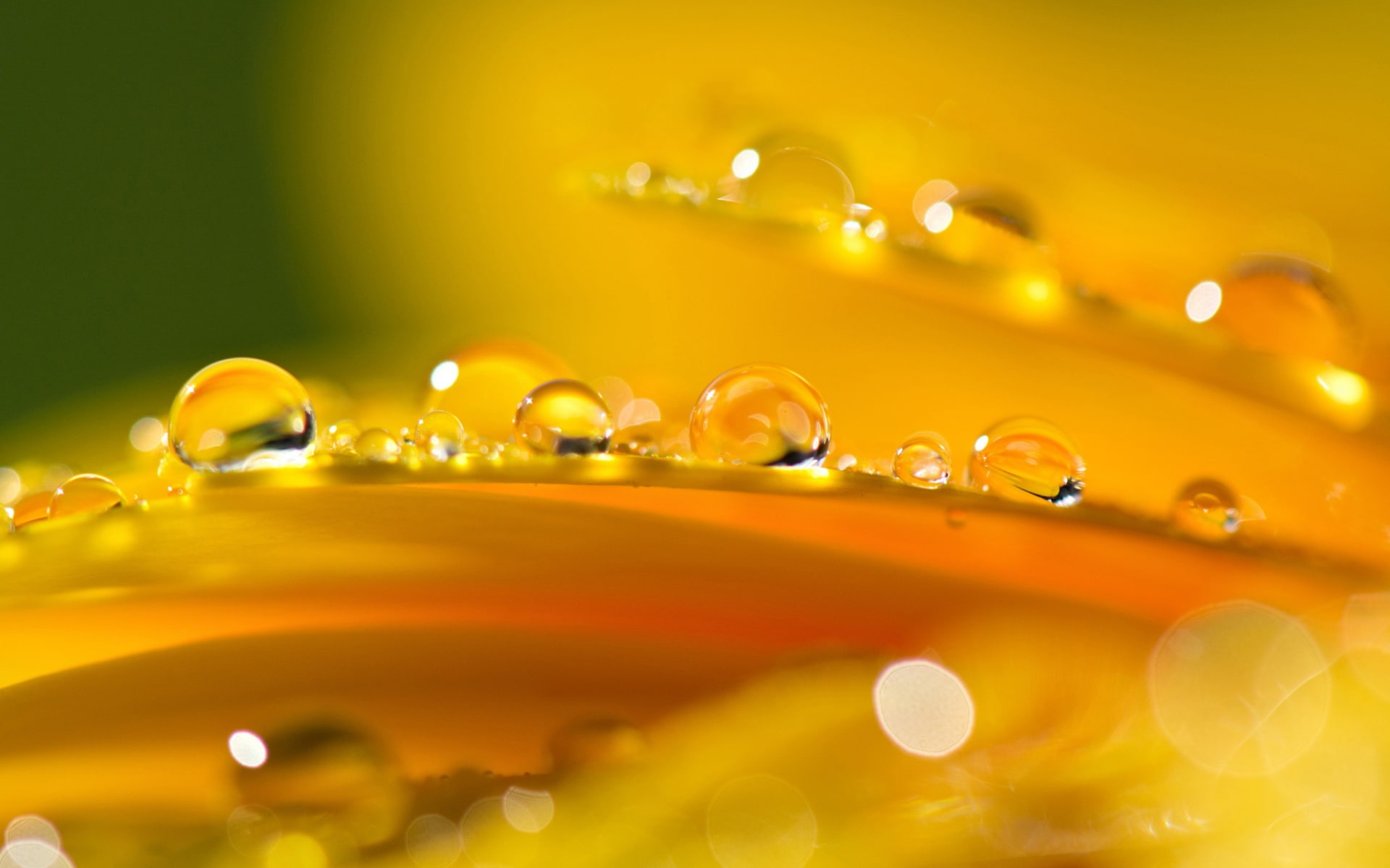 Petals, Flower, 1080P, Water, Drops, Orange, HD Wallpaper