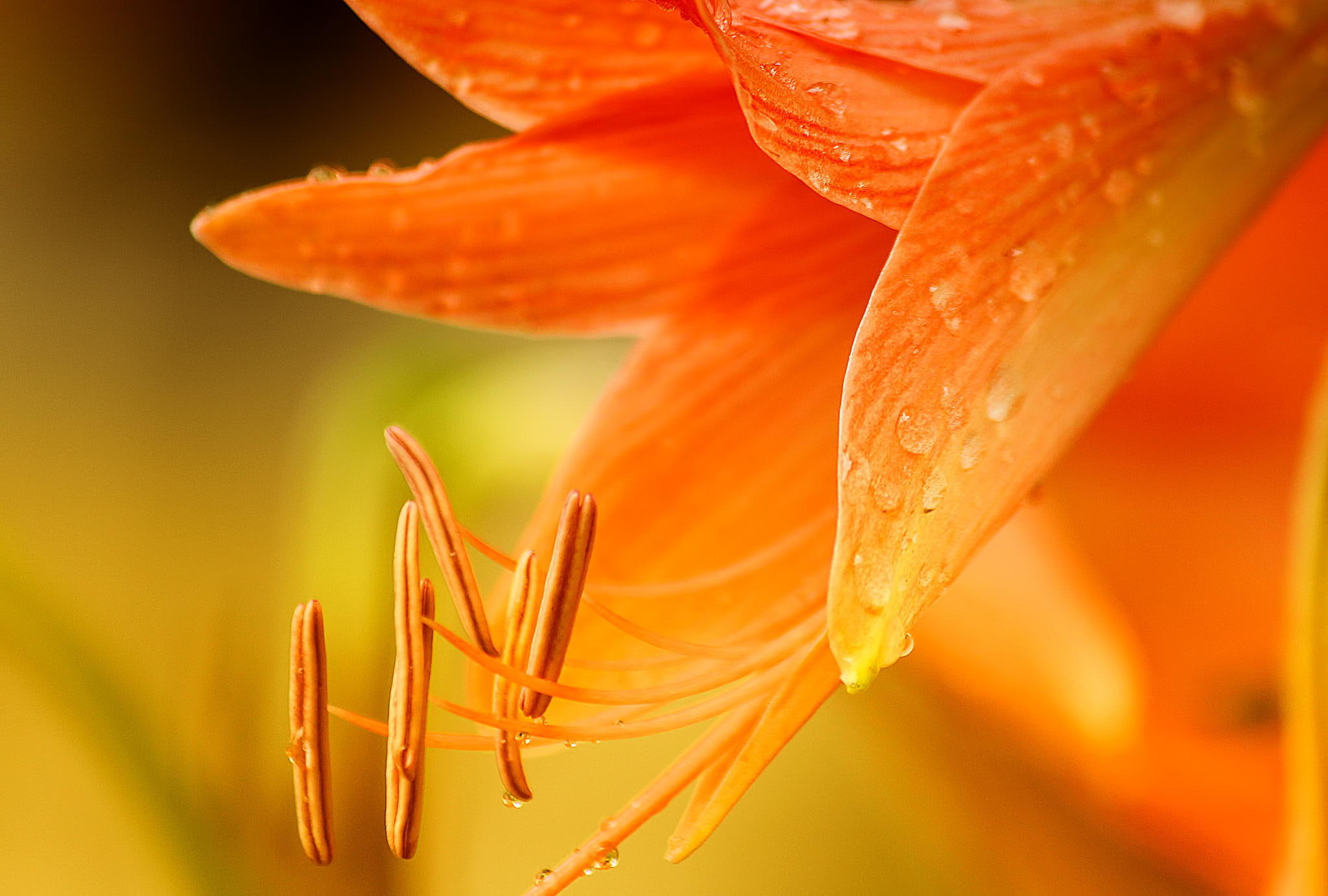 pollen, close-up, springtime, lily, botany, nature, outdoors, orange color, petal, 1080P, extreme close-up, macro, plants, water, plant, growth, inflorescence, HD Wallpaper