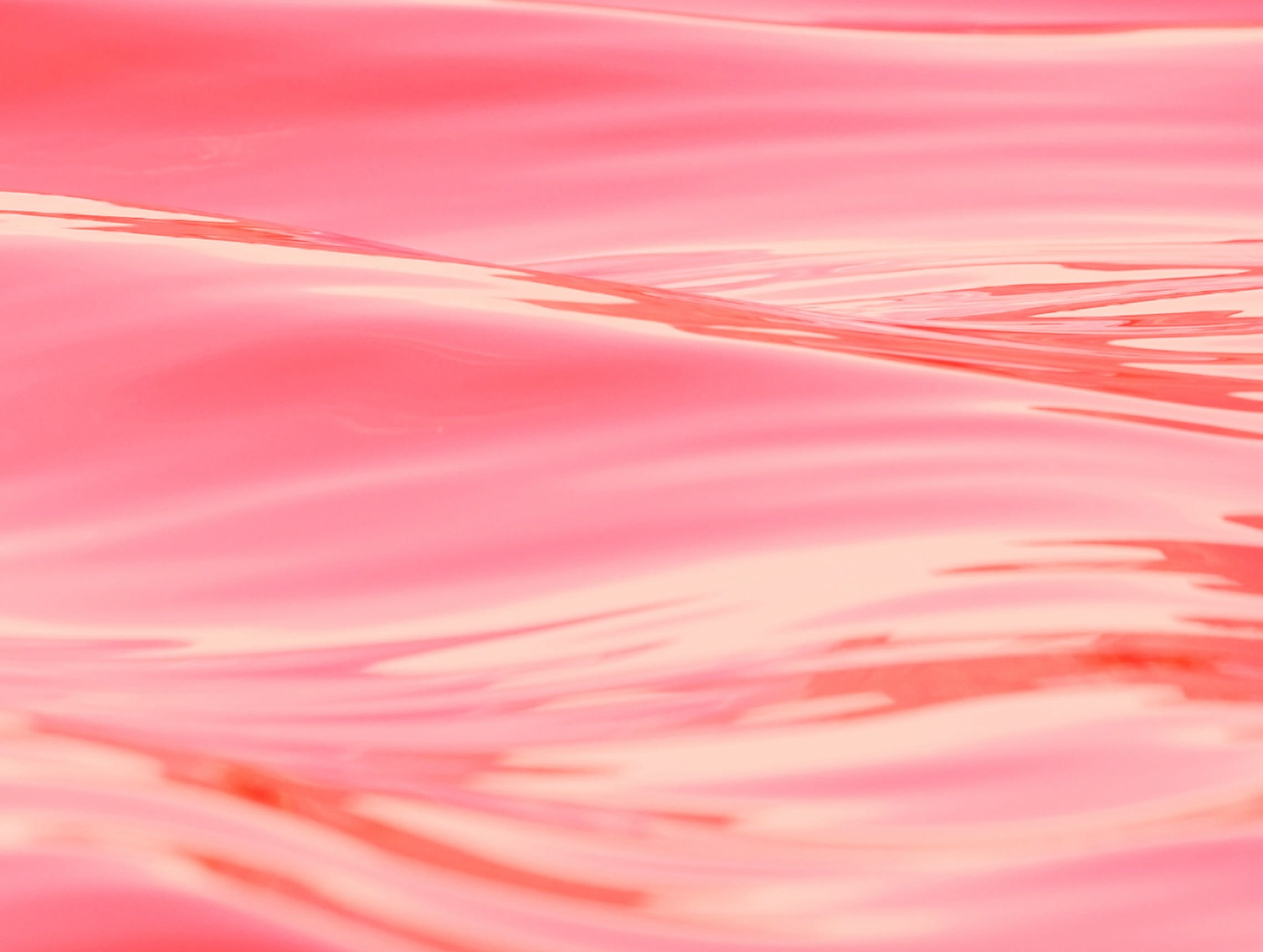 softness, indoors, flower, pink, close-up, full frame, happy, pattern, Sea, selective focus, macro, 1080P, beauty in nature, freshness, ocean, backgrounds, HD Wallpaper