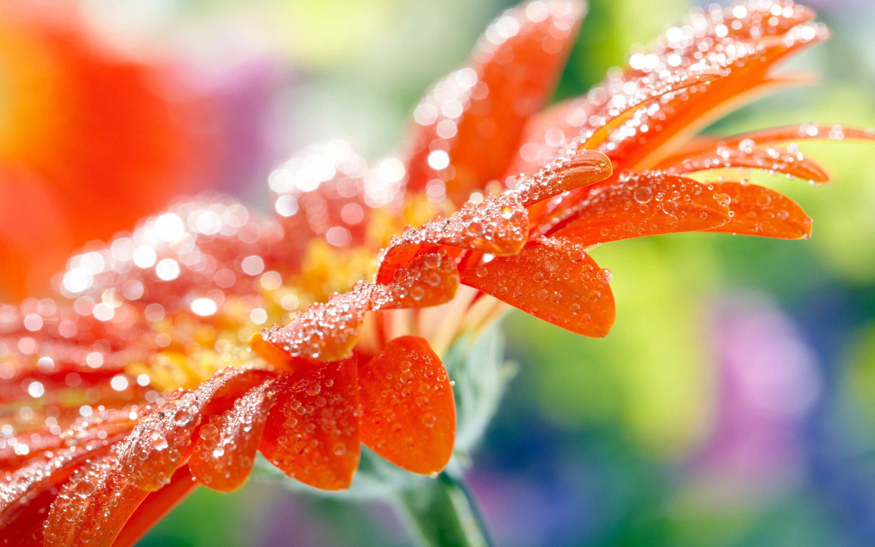 vulnerability, water drops, flowering plant, no people, white, growth, orange color, wet, petal, nature, flower, water, red, focus on foreground, plant, HD Wallpaper