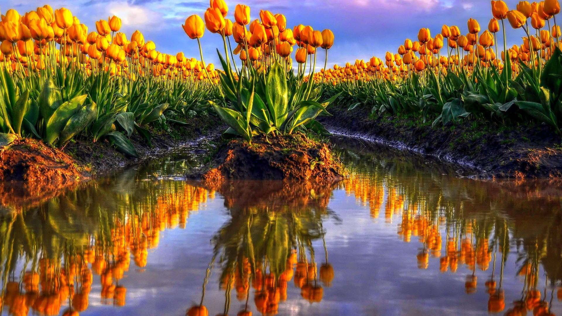 outdoors, summer, beach, sky, tourism, flowers, growth, tree, holiday, flower, vacation, landscape, orange color, leaf, lake, grass, clouds, tranquility, HD Wallpaper
