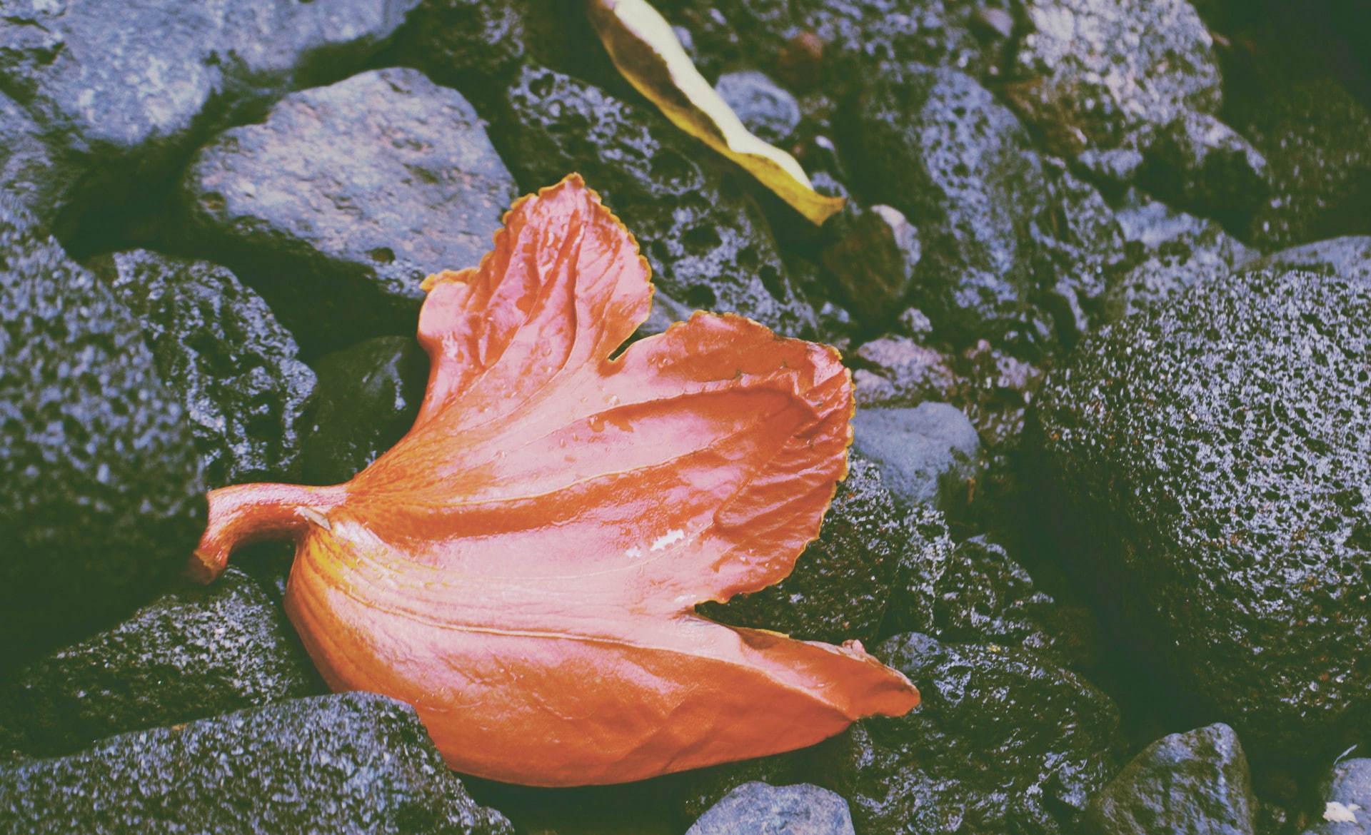 fragility, nature, beauty in nature, no people, growth, leaves, flower, close-up, plant, dew, flower head, fall, 1080P, drop, flowering plant, outdoors, HD Wallpaper