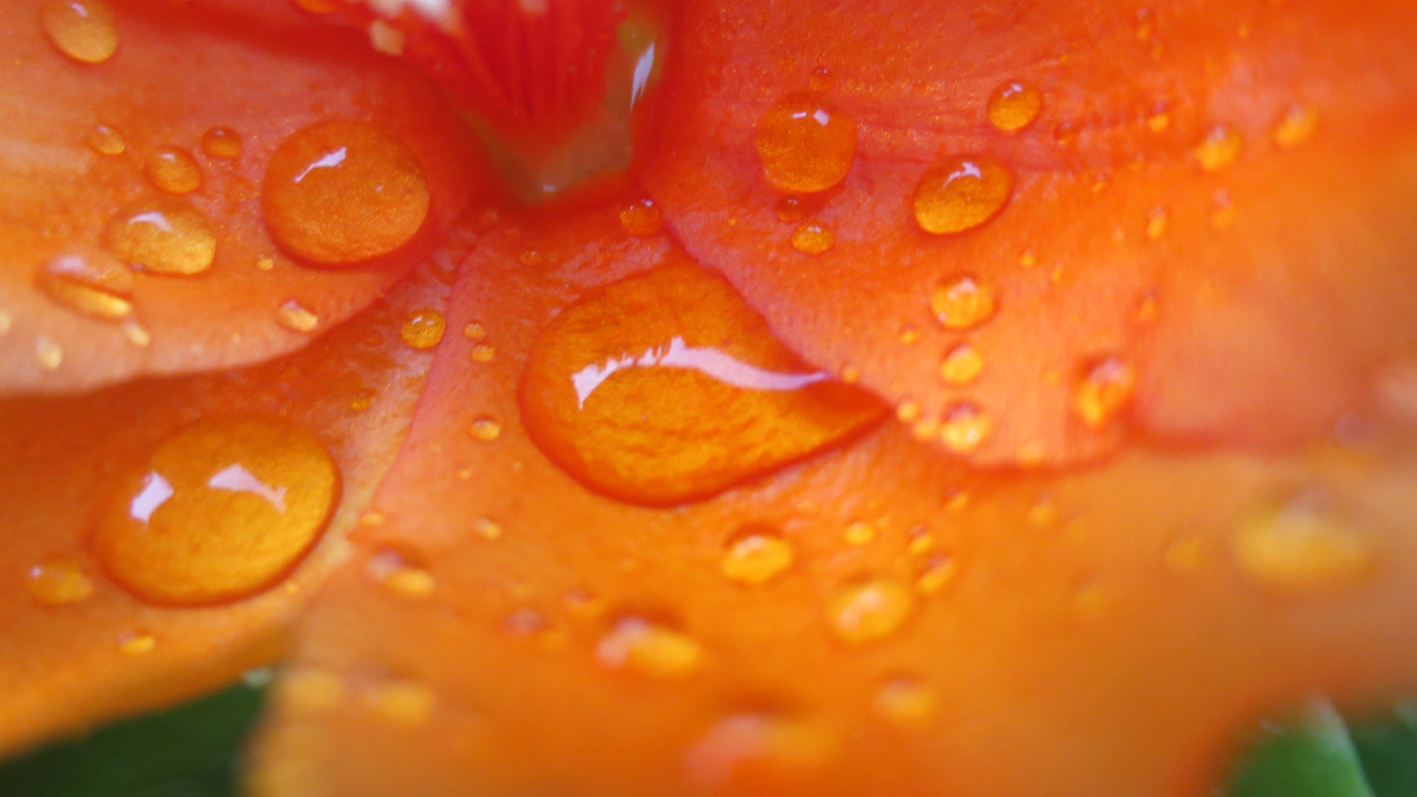 plant, orange color, flowers, nature, wet, backgrounds, springtime, flower, leaf, orange, petaled, raindrop, color Image, petal, flowering plant, botany, HD Wallpaper