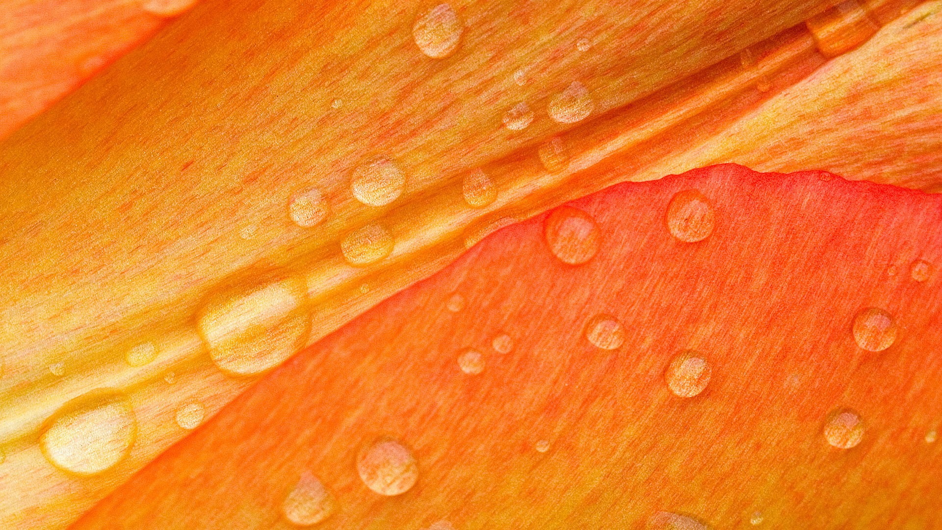 nature, macro, orange, hd, water, drops, flower, 1080P, HD Wallpaper