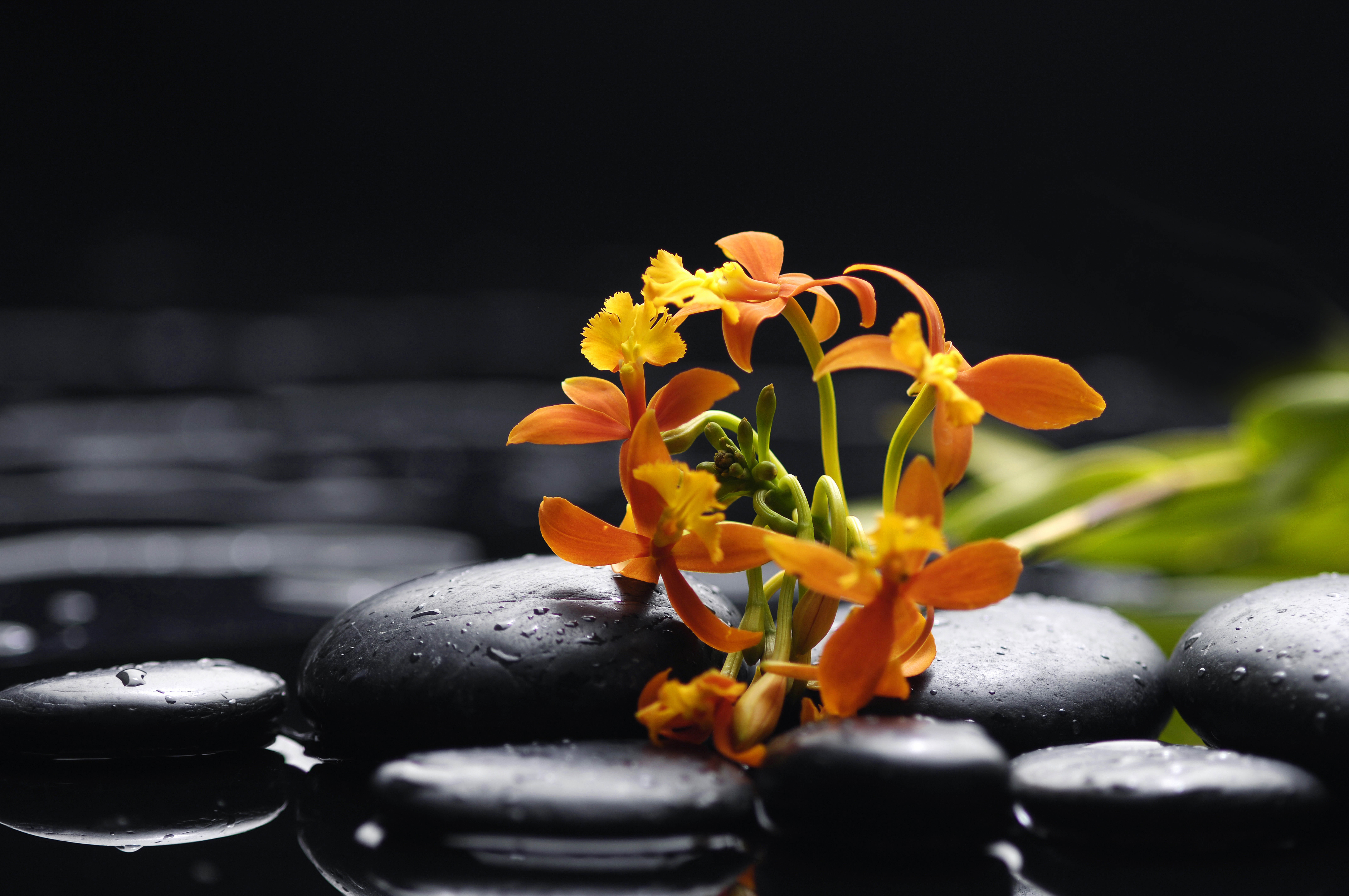 close-up, freshness, petaled, vulnerability, rock - Object, nature, beauty, water, plant, yellow, Orchid, growth, orchids, stone - Object, flower head, HD Wallpaper