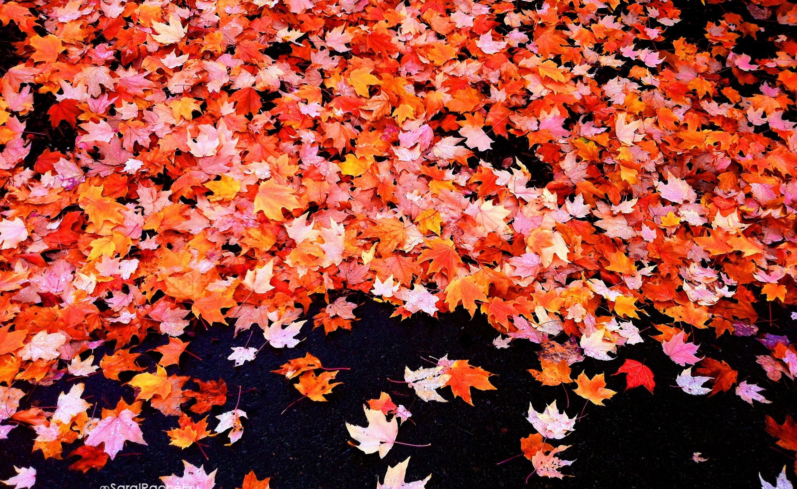 flower, iPhone, unitedstates, Leaves, autumncolors, Tree, plant part, Autumn, high angle view, outdoors, treeleaves, leaf, backgrounds, nature, beauty in nature, HD Wallpaper