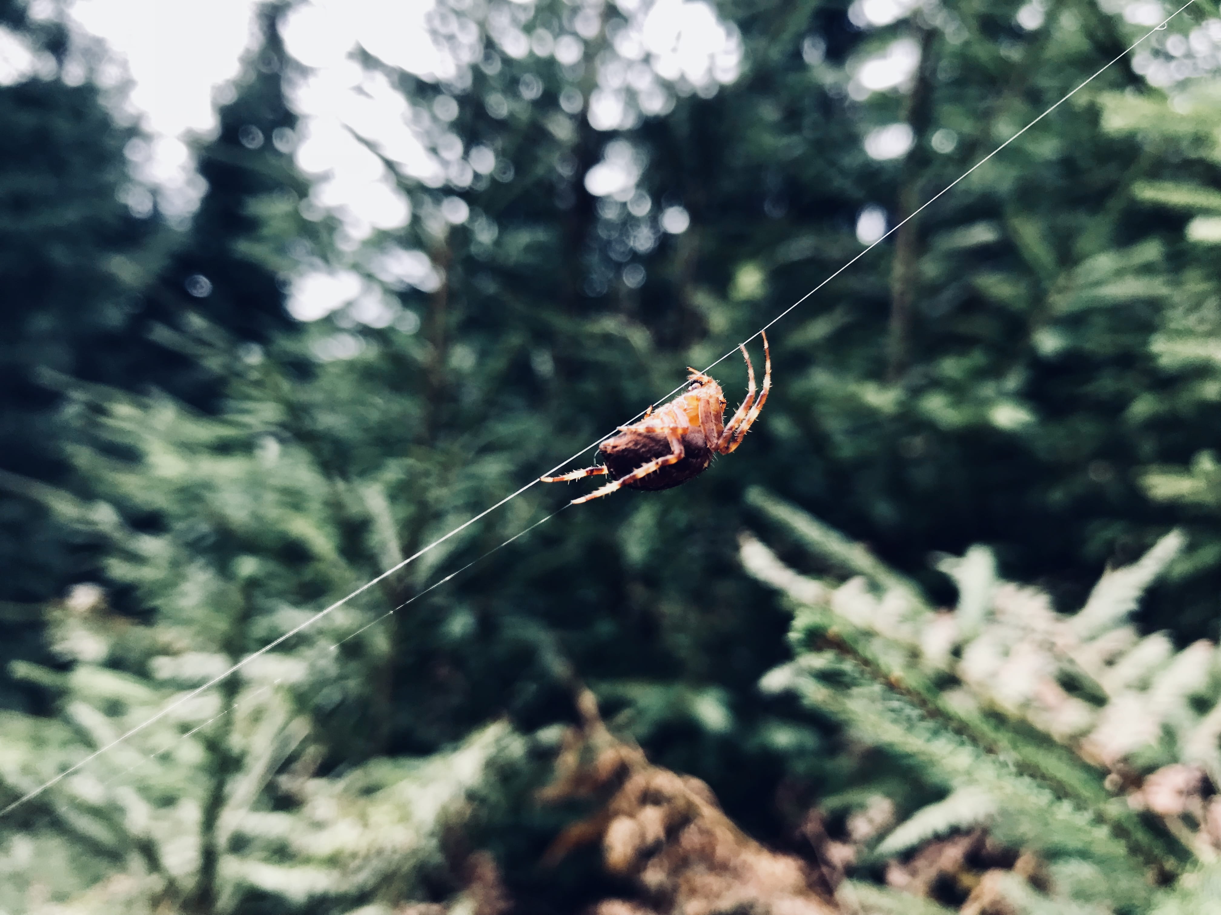 forests, selective focus, close-up, animal wildlife, invertebrate, romania, forest, iphone backgrounds, beauty in nature, plants, web, animal, day, green color, HD Wallpaper