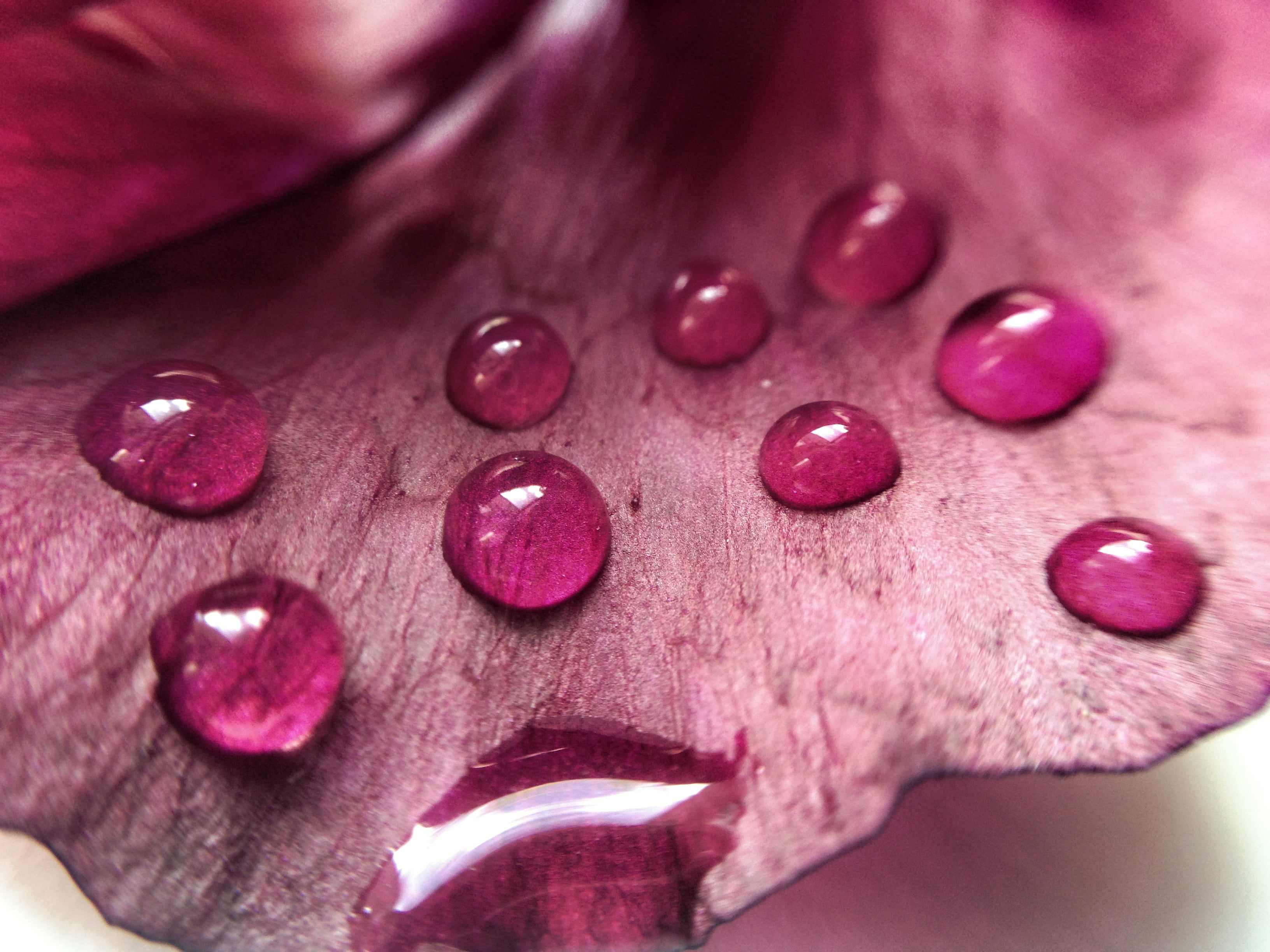 filter, water, photography, amazing, droplets, macro, Iphoneography, 2K, imagination, flickr, close up photography, iPhone, water droplets, close, close-up, HD Wallpaper