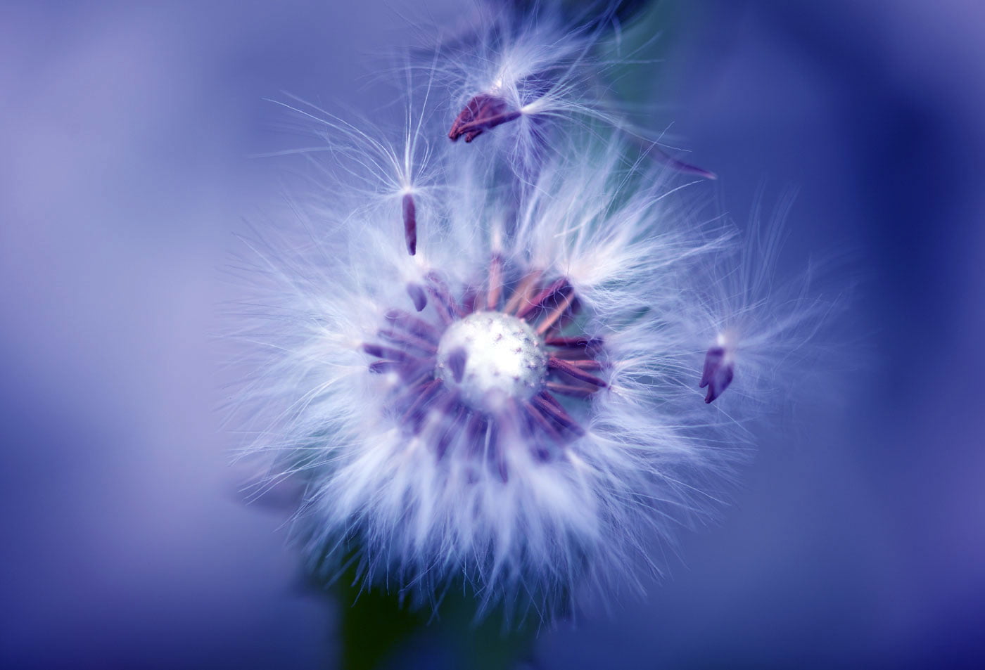 summer, close-up, fragility, photo, close up, Dandelion, fluffy, white, single Flower, Nature, 720P, close, seed, Flower, Plant, softness, process, macro, HD Wallpaper