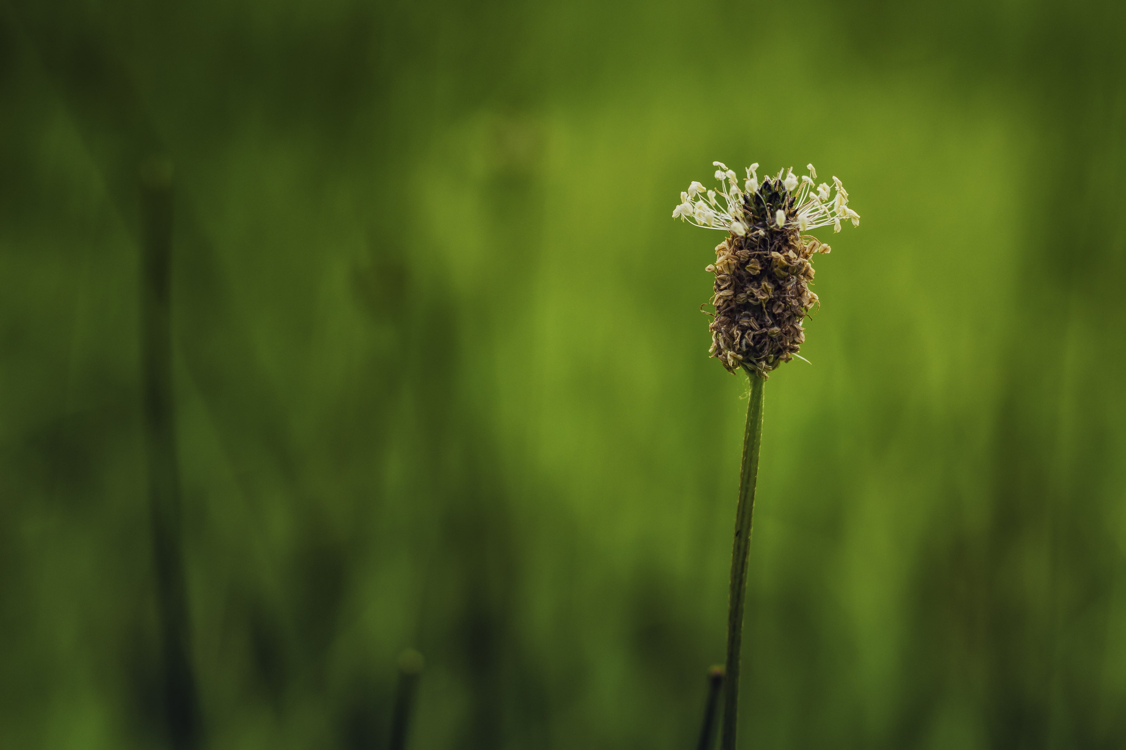 popular, focus, travel, inspirational, Luzula campestris, dandelion, flower, top  10, post-processing, tutorial, best, collection, cute, 4K, outdoors, HD Wallpaper