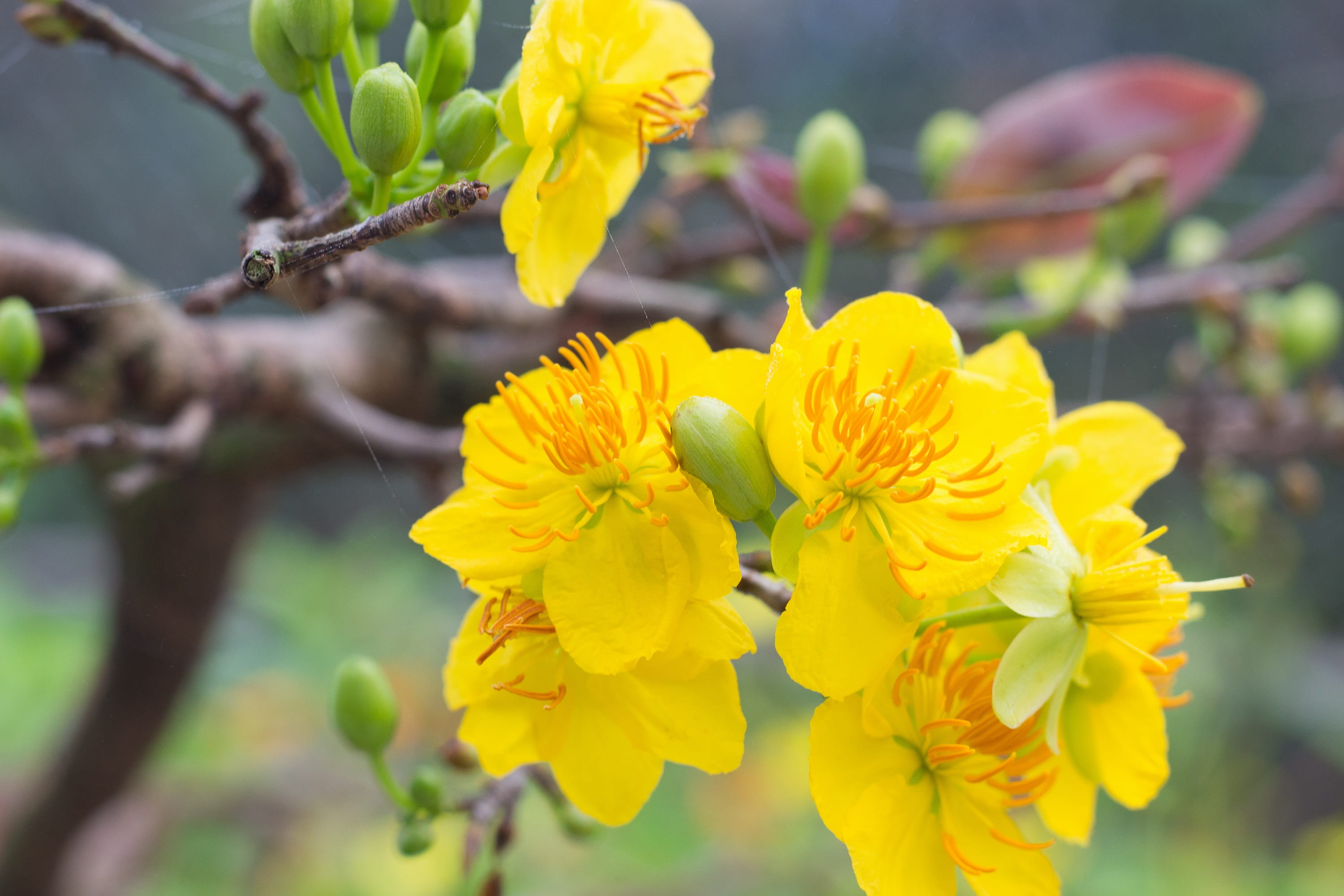 flower head, fragility, nature, beautiful flowers, flower, selective focus, inflorescence, no people, yellow, springtime, freshness, blooming, petal, write, HD Wallpaper