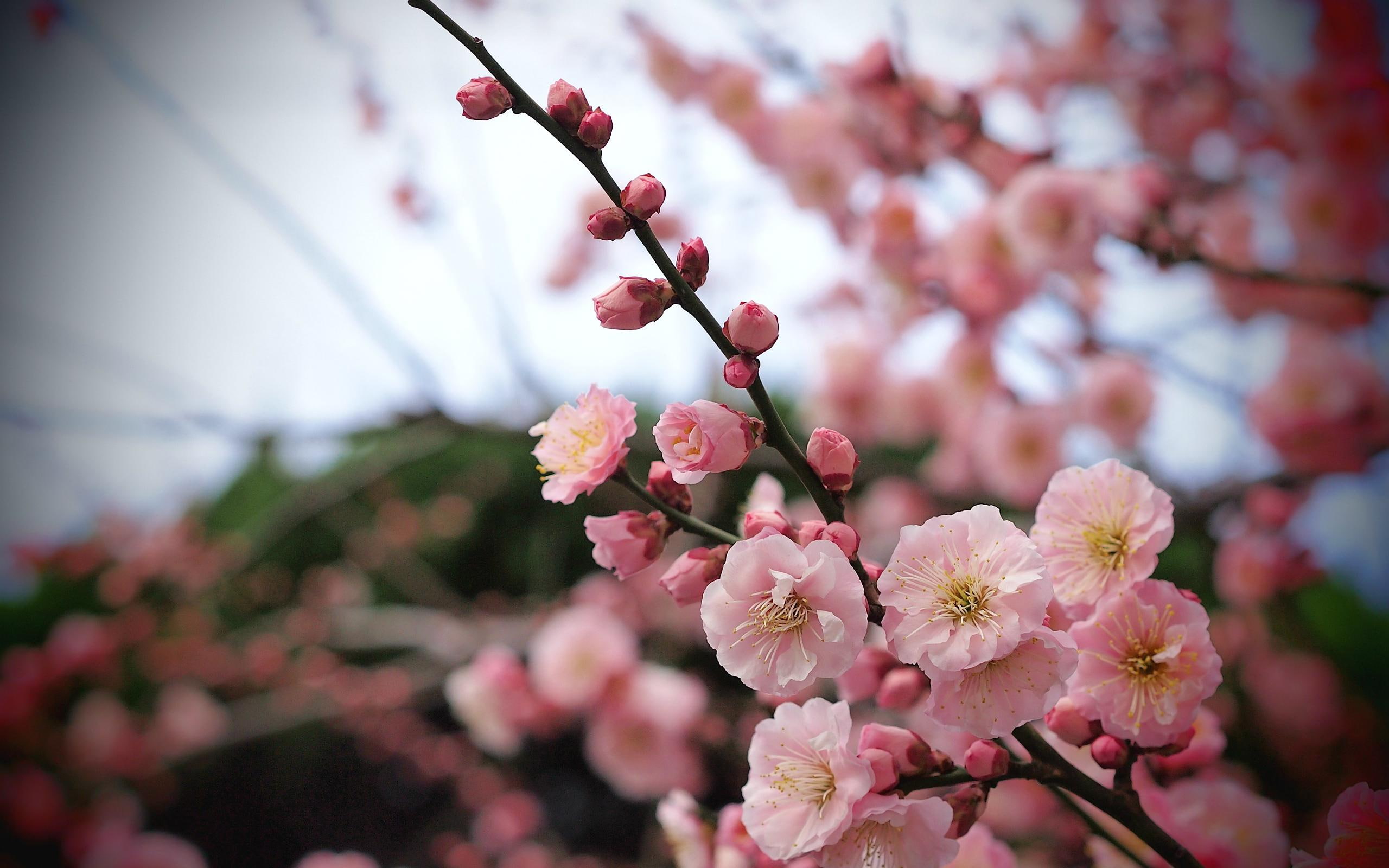 apricot, buds, cherry, nature, blossom, flower, 2K, spring, HD Wallpaper
