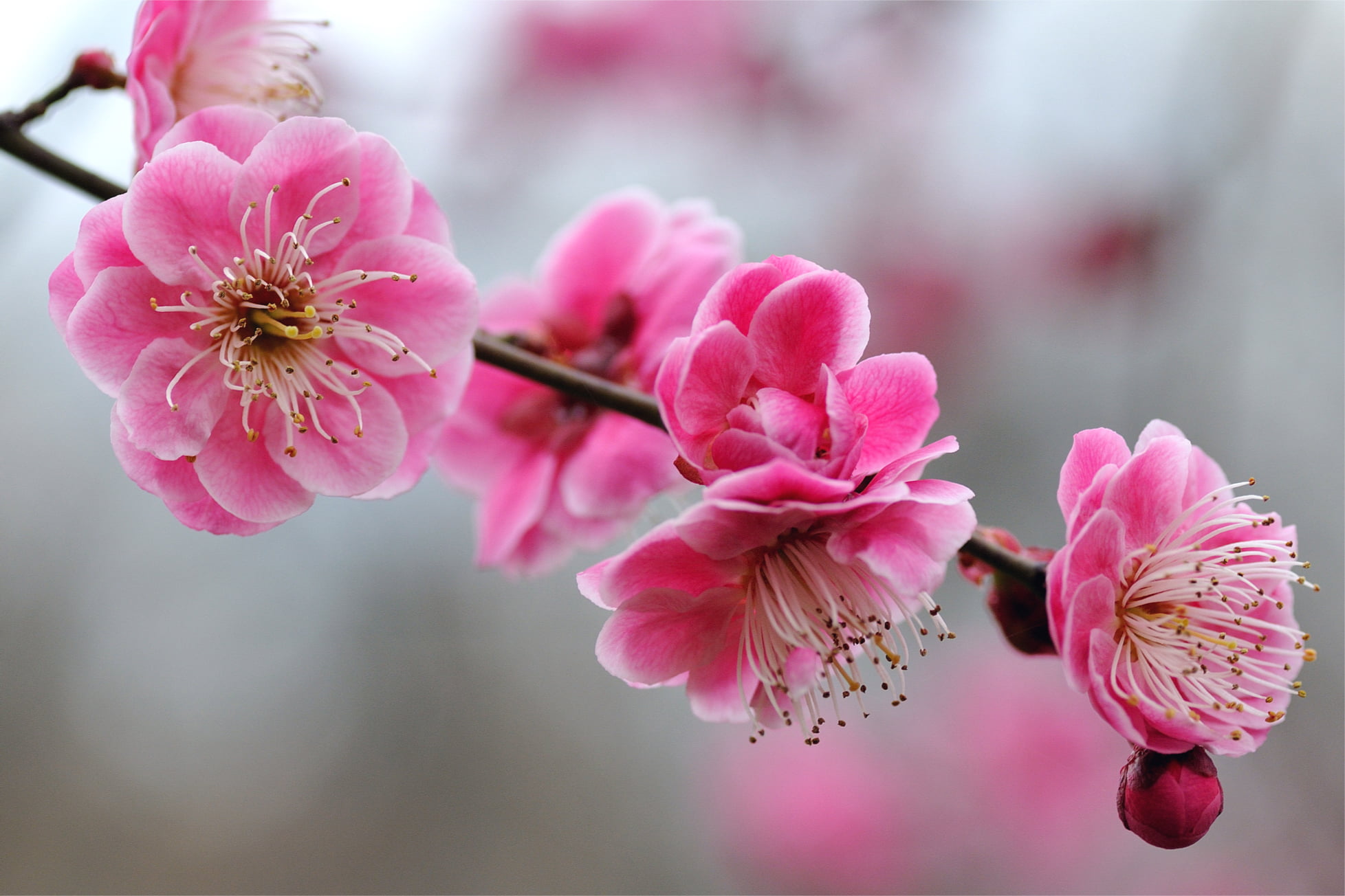 season, pink Color, freshness, focus, cherry, plant, blossom, macro, japan, peach Tree, beauty In Nature, inflorescence, flower, springtime, summer, leaf, HD Wallpaper