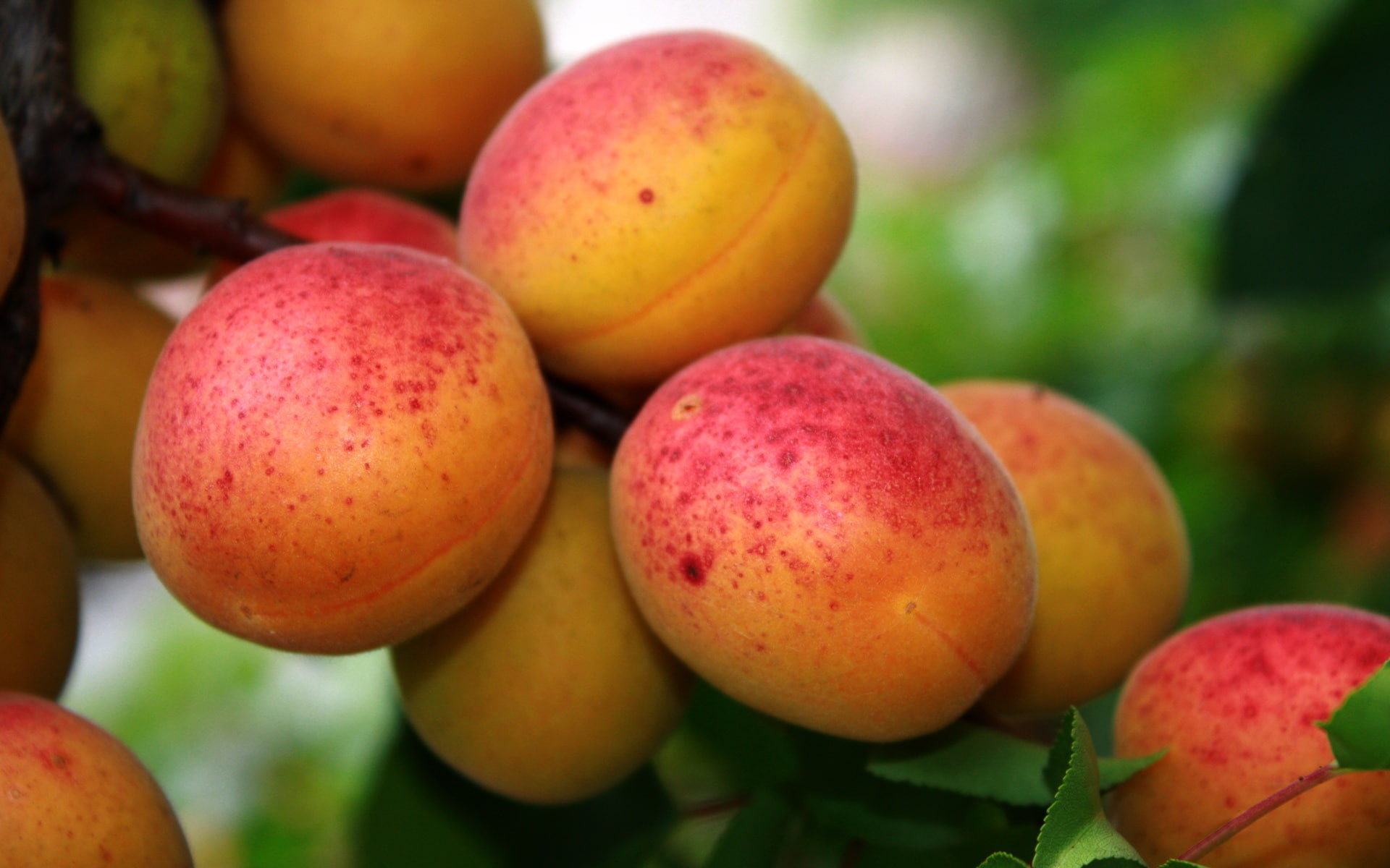 Red, Fruit, Apricot, 1080P, HD Wallpaper