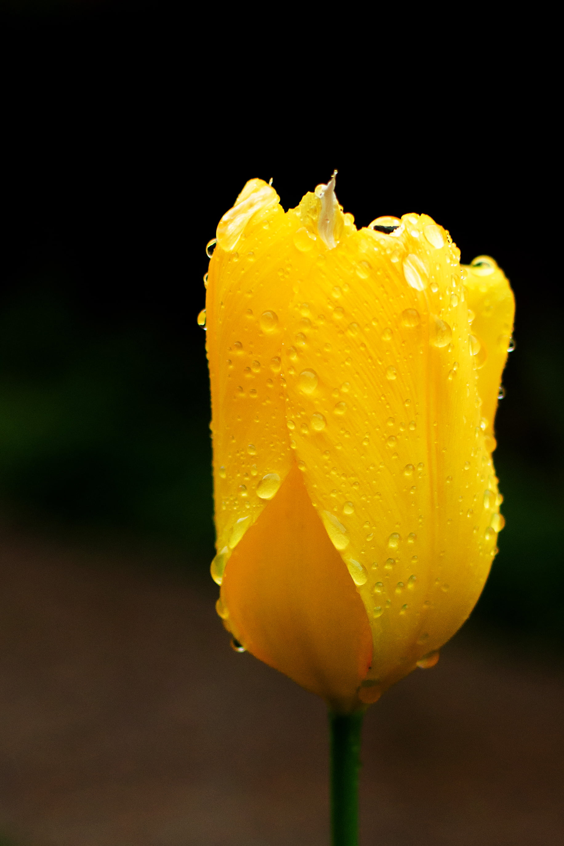 CLUB, 2K, Yellow, Nikon AF-S DX NIKKOR 35mm f/1.8G, in The Rain, Bokeh, flower, Tulip, dewdrops, Macro, Nikon  D5100, Spring, AF-S DX NIKKOR 35mm f/1.8G, Phone HD Wallpaper