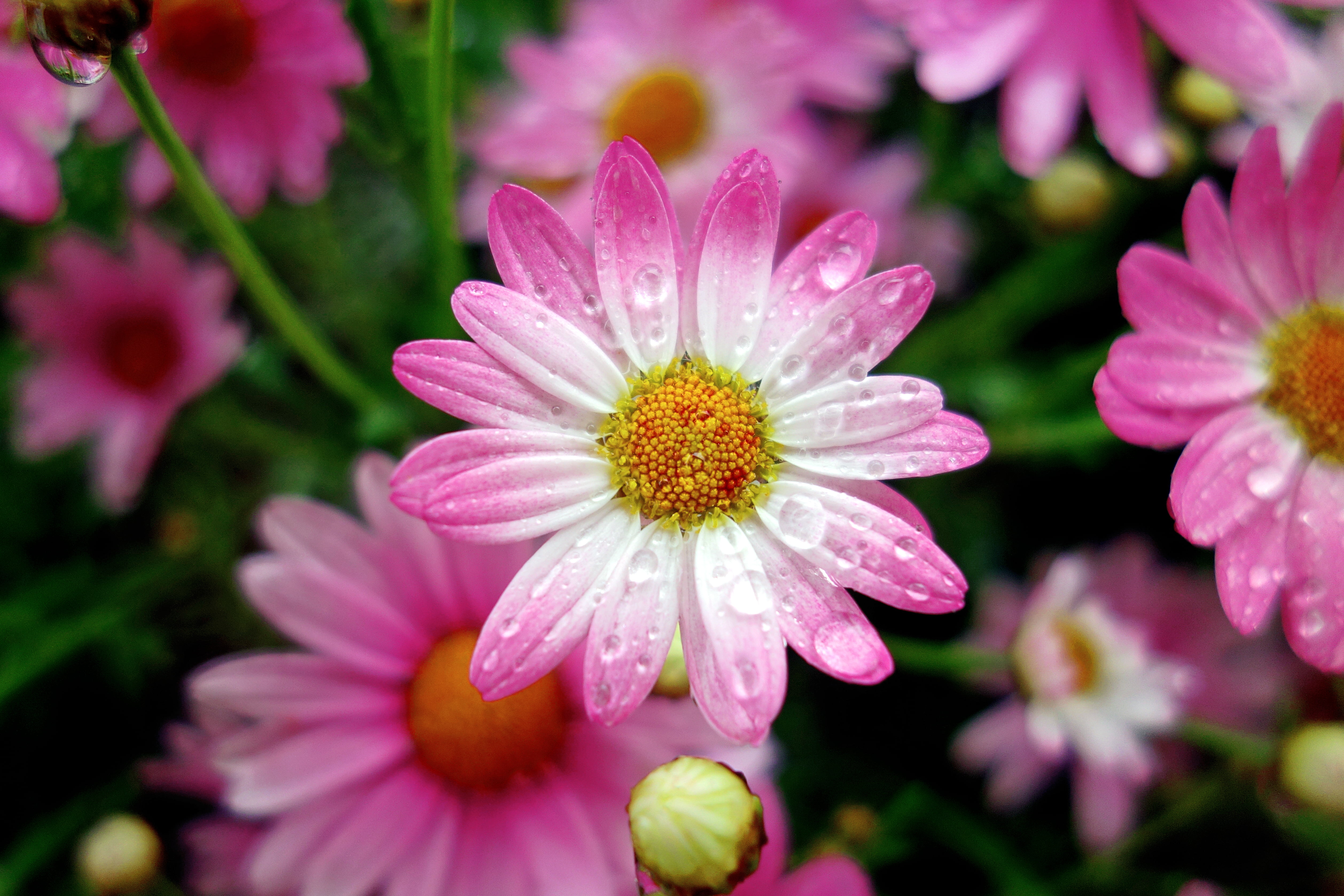 Yokohama, cho, Asterales, droplets, Carl-Zeiss, Photograph, 植物, Rainy-Day, Flower, Plant, white, Aoba-Ward, Argyranthemum-frutescens, Weather, Asteroideae, HD Wallpaper