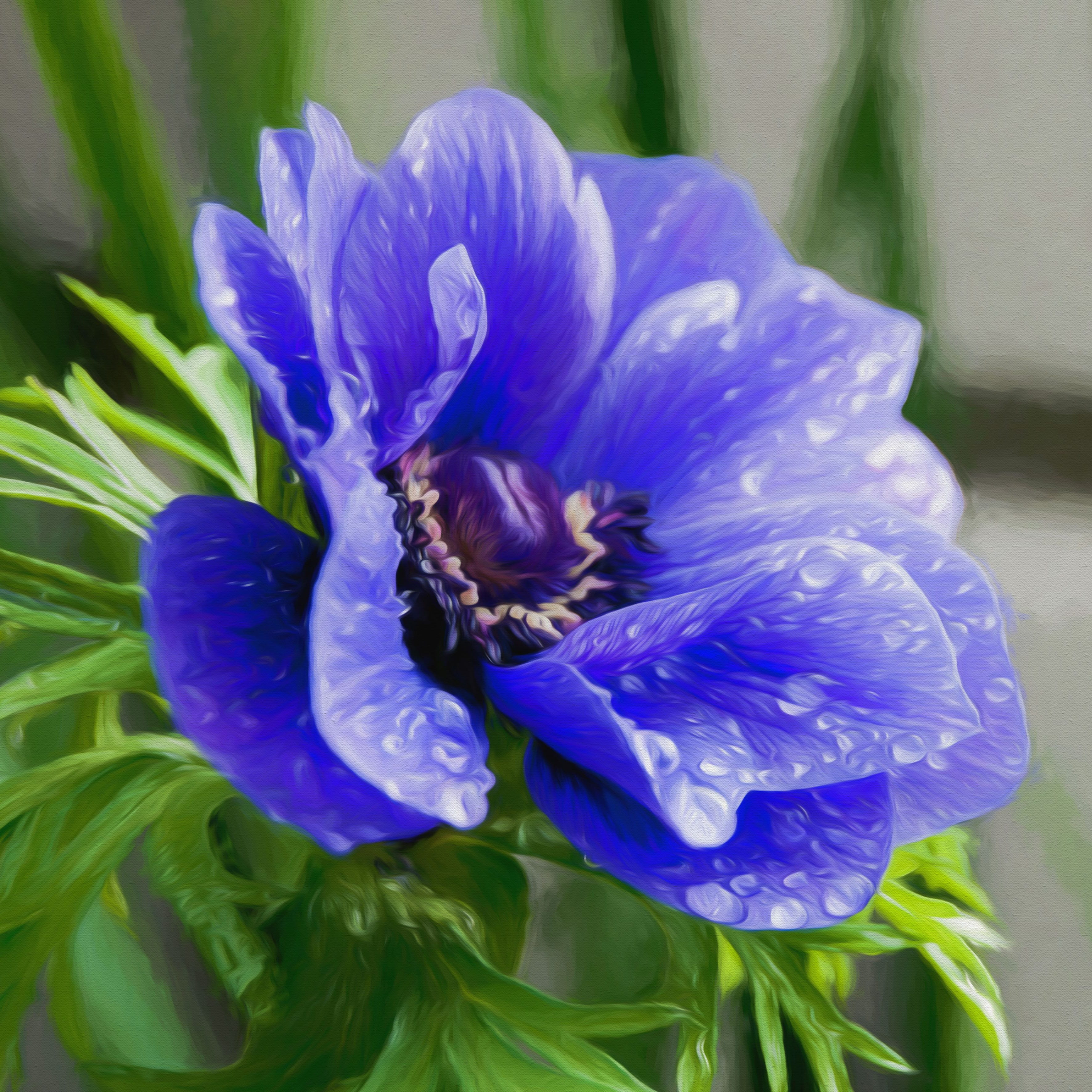 blue, insect, animal, springtime, painting, vulnerability, iris - Plant, pollination, petaled, water, anemone, drops, fragility, macro, flower Head, invertebrate, Phone HD Wallpaper