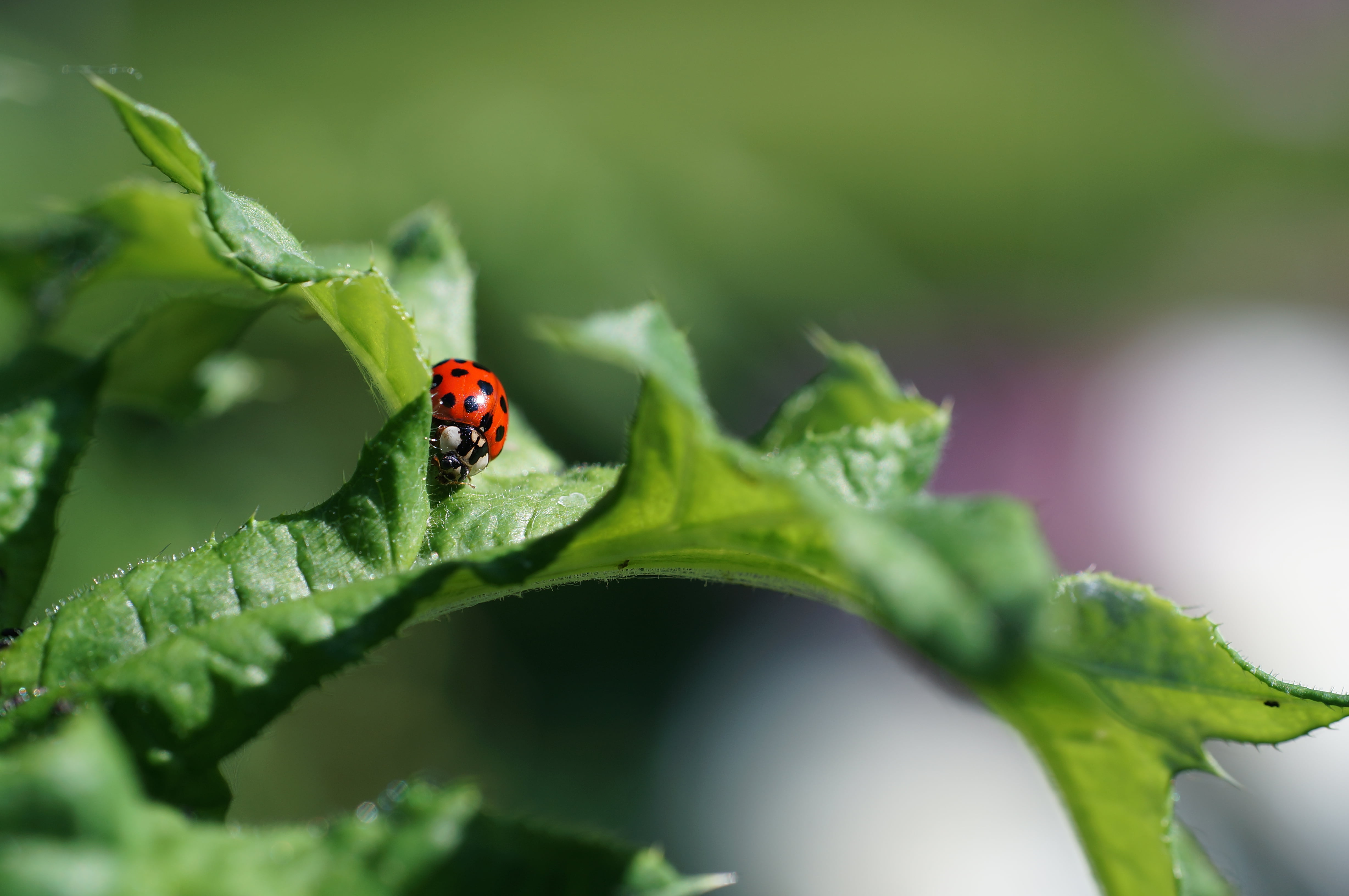 macro shot, Welt, Canon  FD, SpeedBooster, photography, Käfer, environment, fixed  length, shot, prime  lens, BW, Green World, Europe, summer, Macro, Deutschland, HD Wallpaper