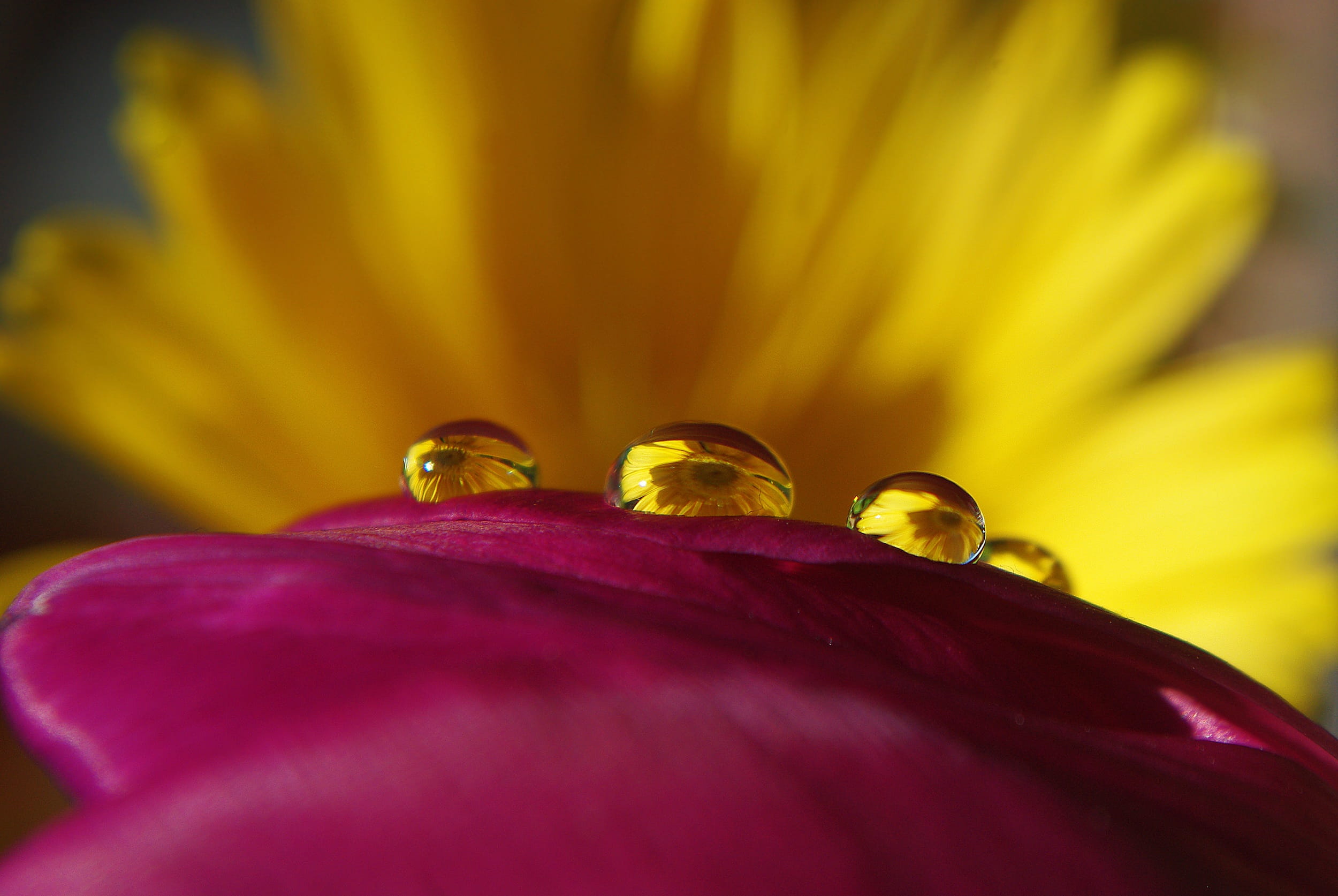 jewelry, close, yellow, inflorescence, selective focus, lighting, seeds, flower, fragility, petal, photography, pink, plant, drop of water, love, shot, HD Wallpaper