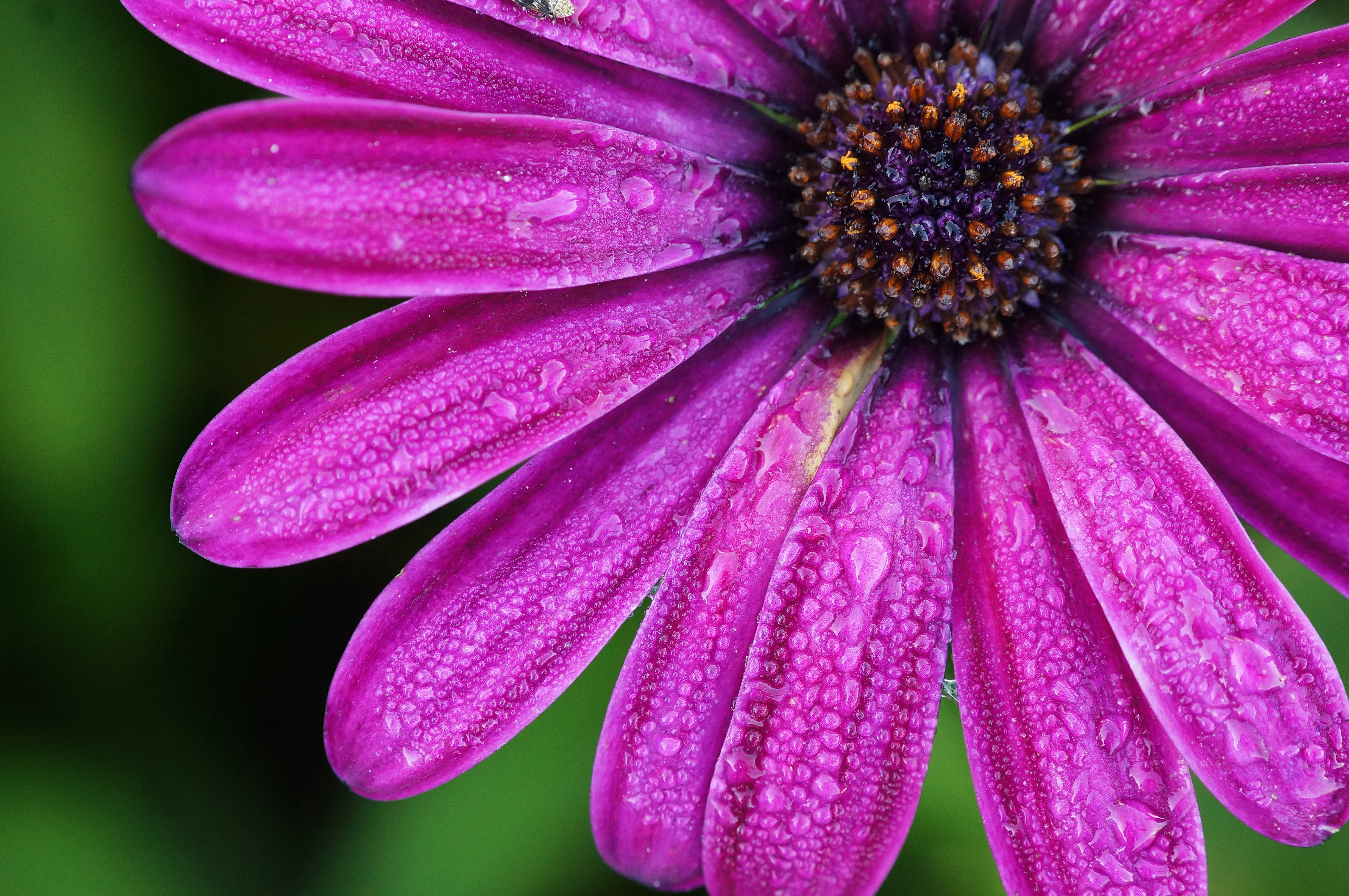 summer, Nex 5N, Water, petal, DCR, Explored, close-up, Tau, Deutschland, vintage, Oktober, macro, Bloom, Nex, manuelle, BW, Popular, springtime, Europa, HD Wallpaper