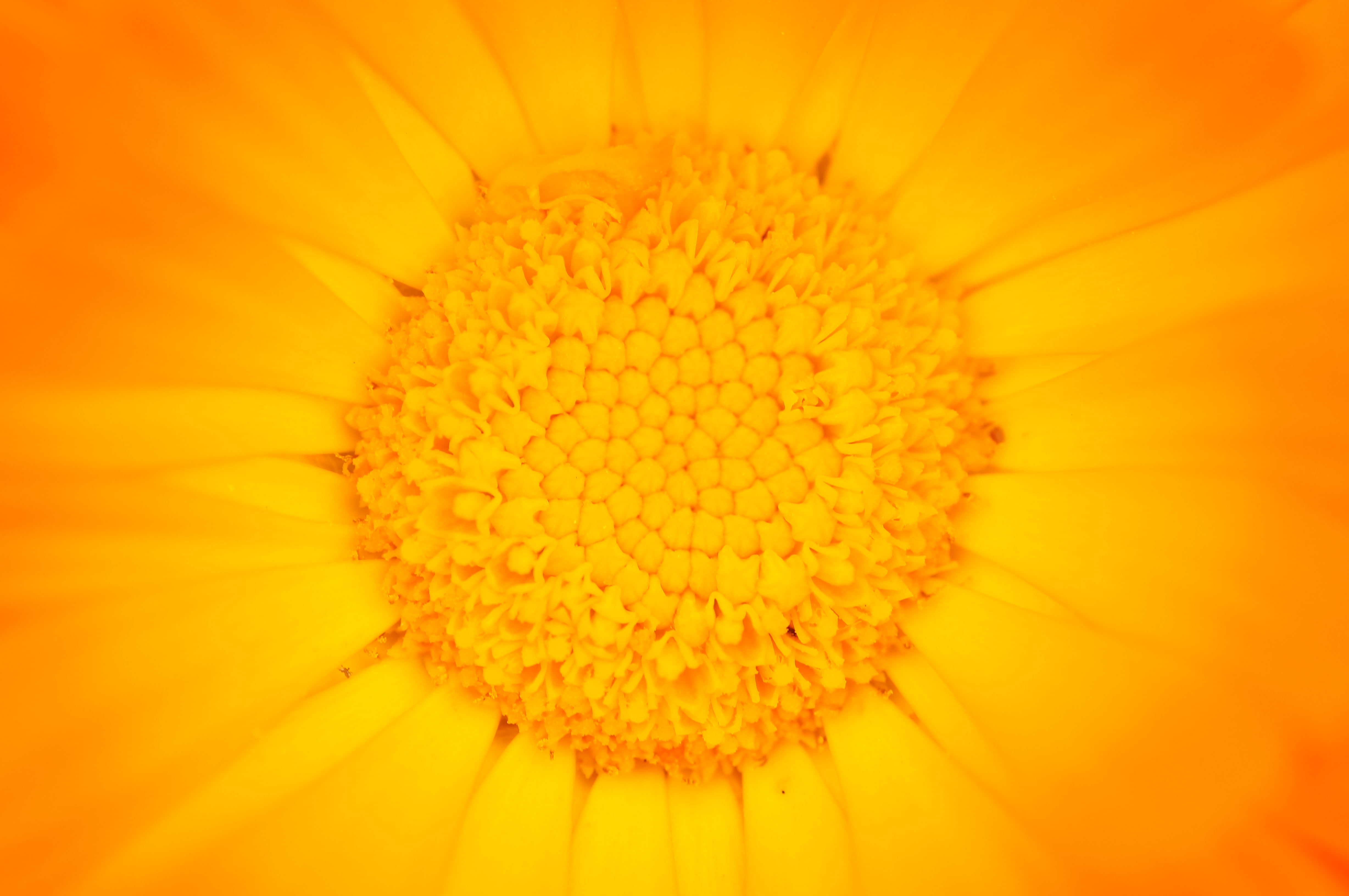 Sony  Alpha, manuelle, plant, macro, Deutschland, Die, der, Center, Popular, Mitte, Bloom, selective, Nex 5N, summer, Germany, Nature, BW, focus, daisy, HD Wallpaper