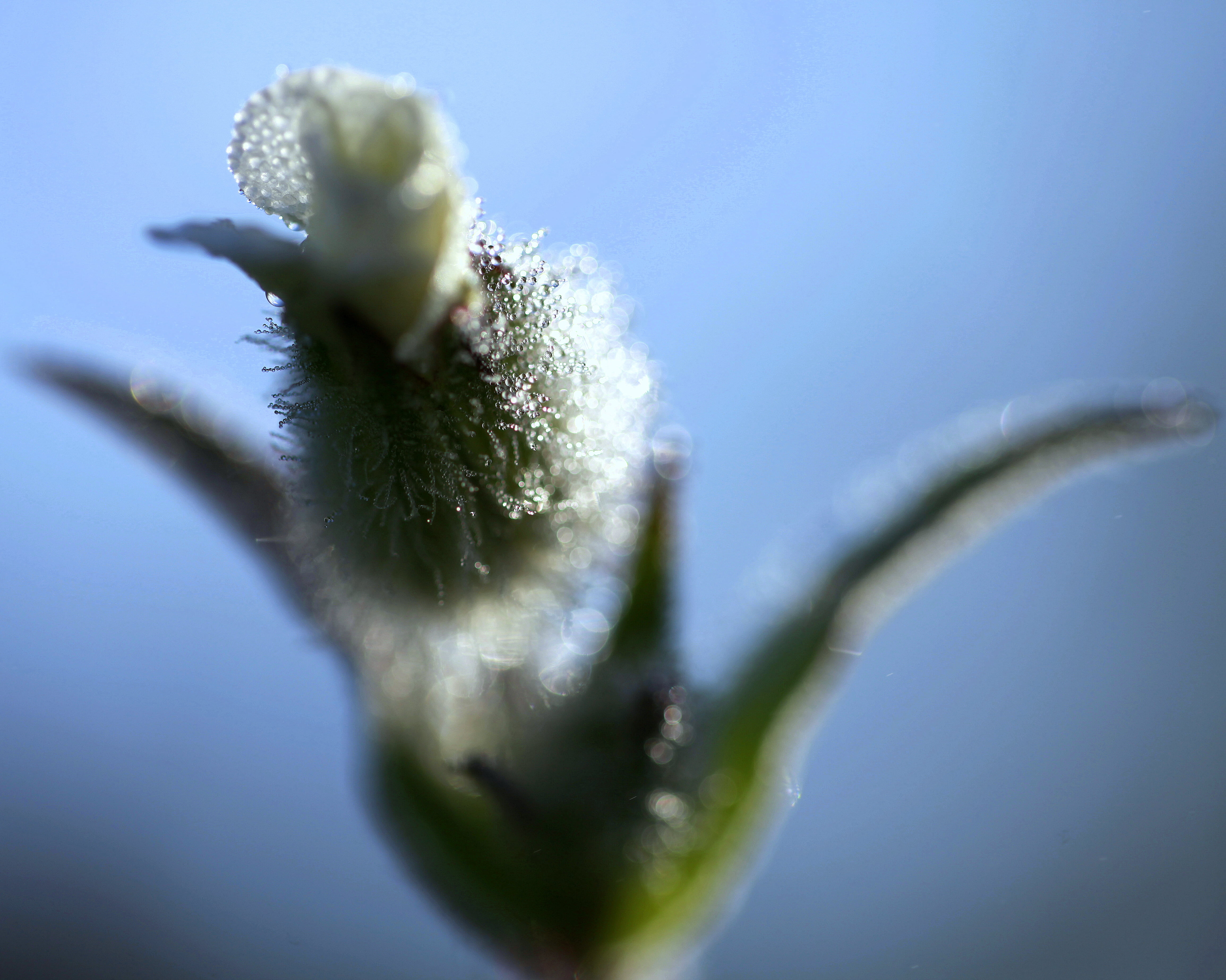 nature, dew, flower, droplet, green, blur, bokeh, closeup, macro photography, 4K, petals, flower bud, translucent, white, morning, efflorescence, bud, HD Wallpaper