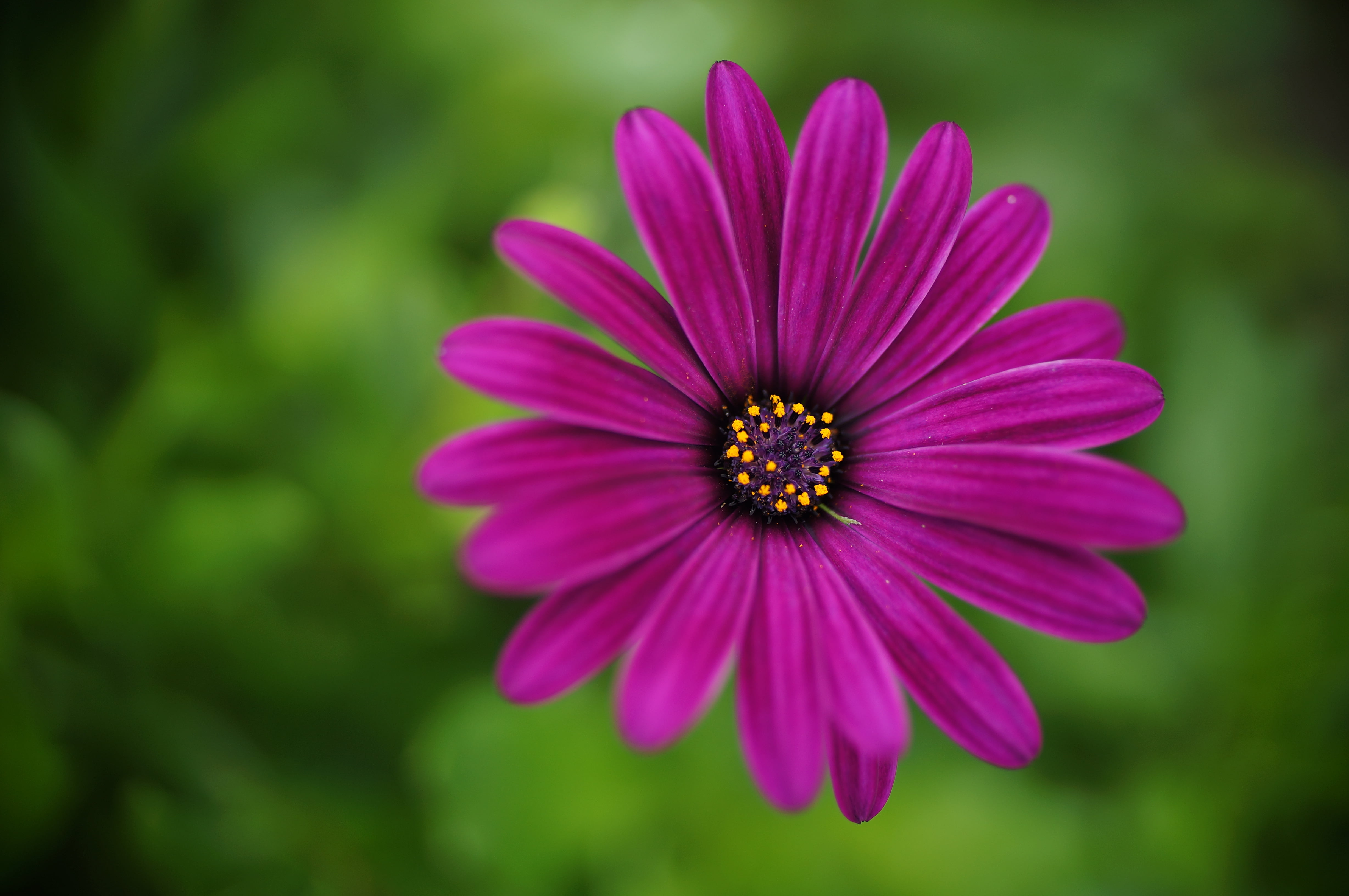 botany, Licht, prime  lens, Deutschland, Canon  FD, Canon, photoshop, postprocessing, Unknown, Bloom, Macro, Osteospermum, Europe, DCR, Explored, petal, HD Wallpaper