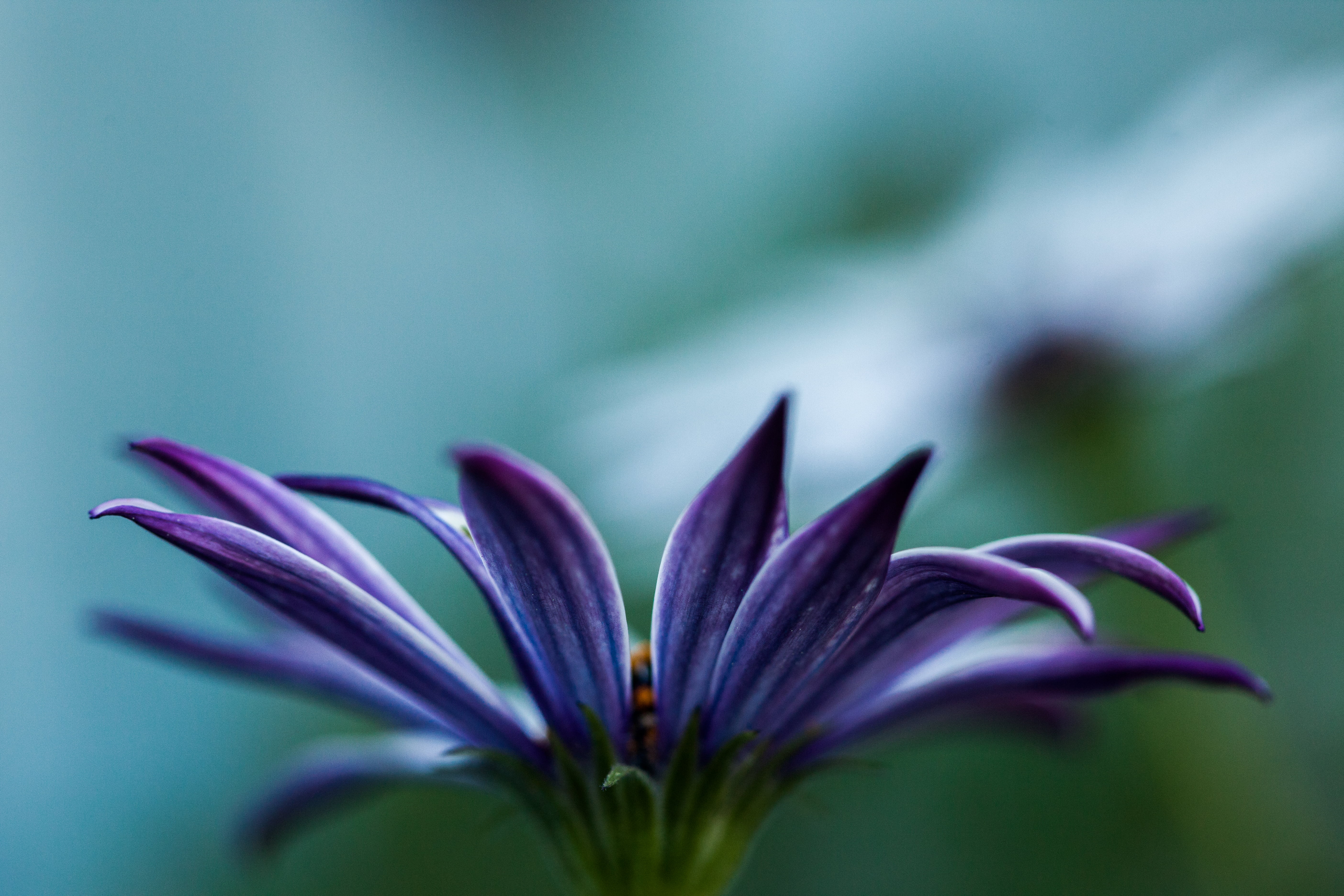 flower Head, canon, bloom, shallow, shallow focus, summer, beauty In Nature, plant, flower, close-up, 5K, photography, petal, flower  flower, garden, focus, HD Wallpaper