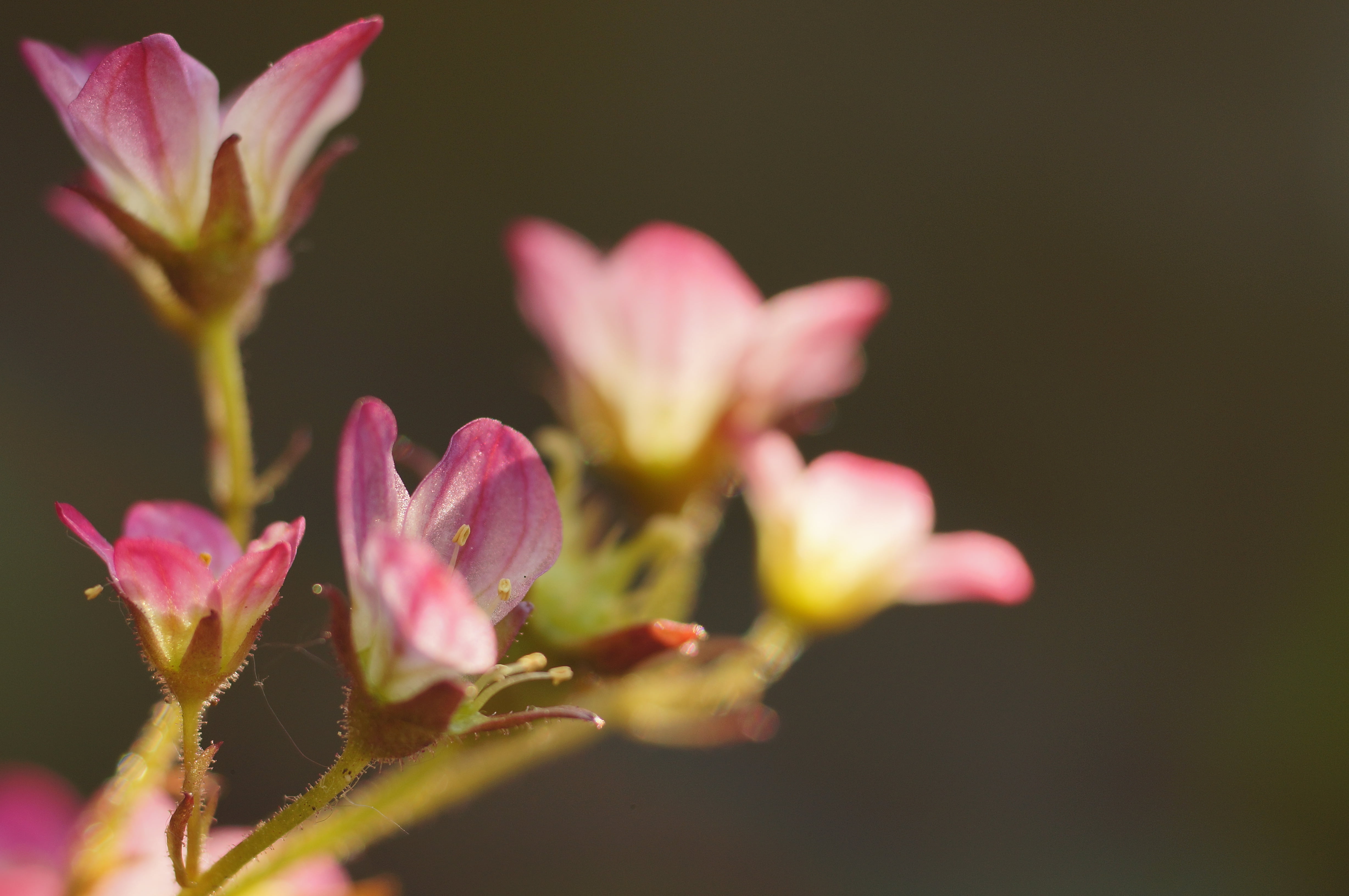 Light, focal  length, flower Head, II, lily, Sony  Alpha, best, Soligor, emount, petal, shift lens, 90mm, prime  lens, Baden-Württemberg, Popular, nature, HD Wallpaper