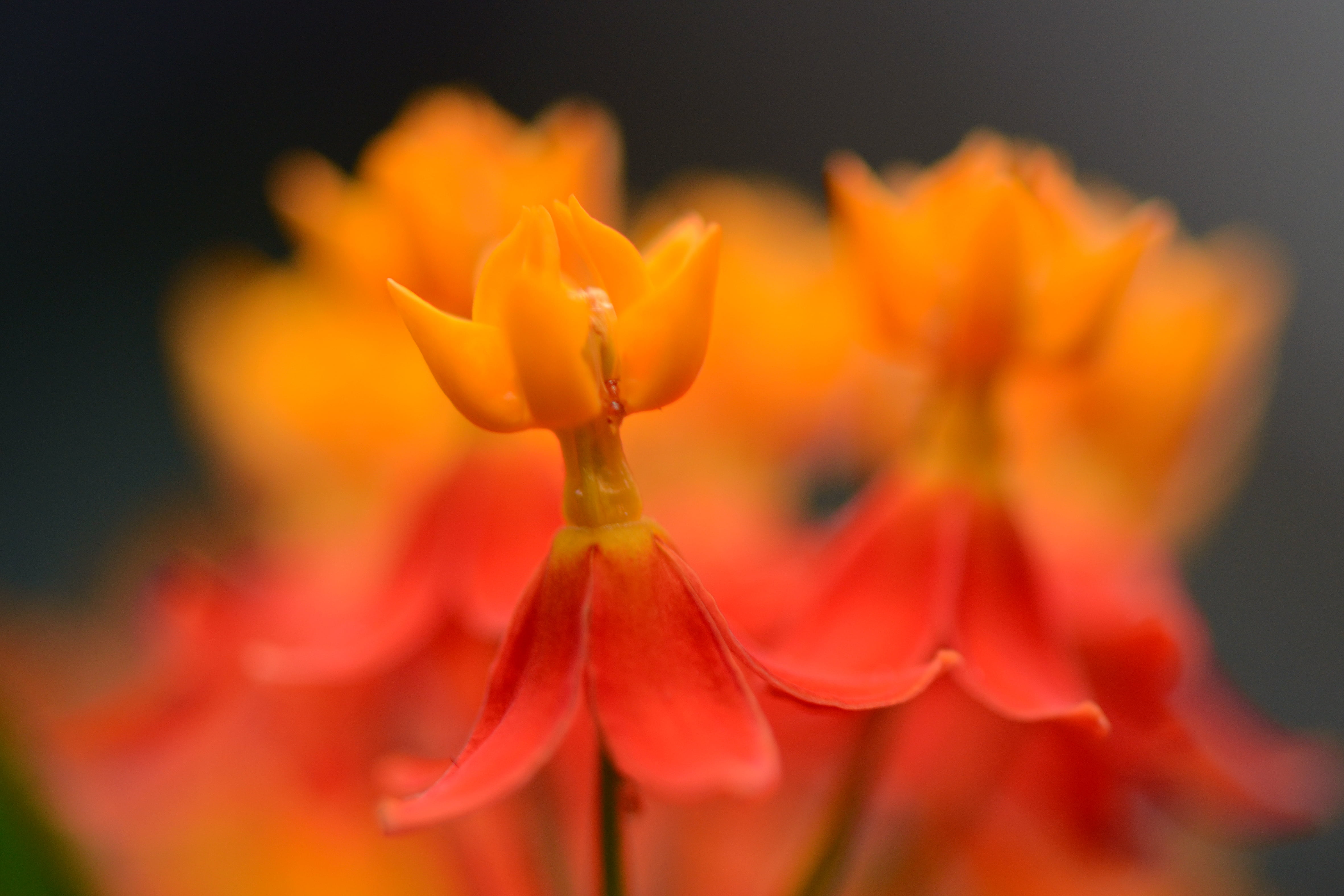 nature, 4K, red, orange, photography, close-up, beauty In Nature, orange  red, orange flower, Colorful, plant, petal, focus, bokeh, Nikon  D5100, flower, HD Wallpaper