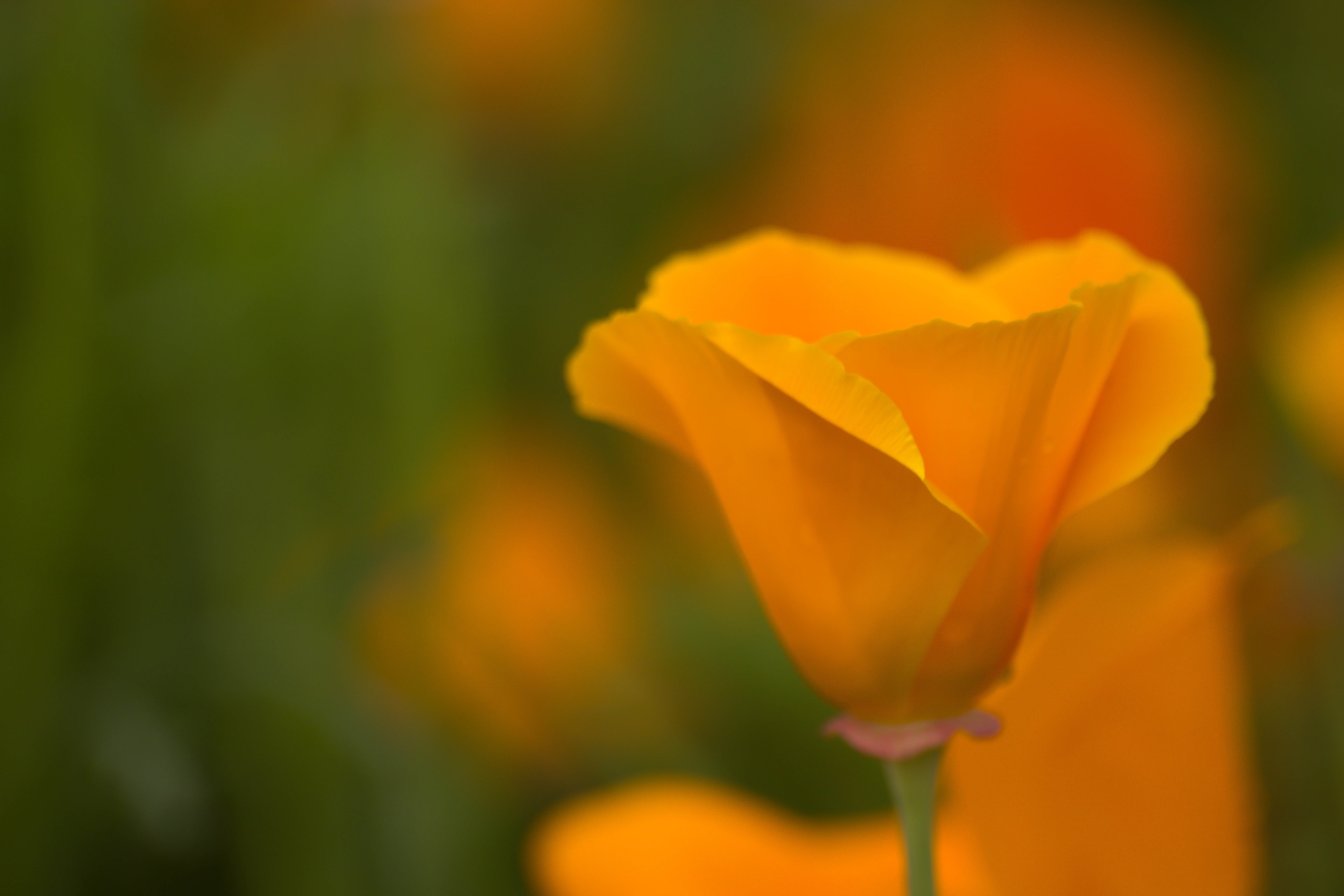 springtime, plant, shallow, Sofiero, Eschscholzia californica, orange flower, close-up, orange  California, California poppy, summer, focus, 5K, green Color, HD Wallpaper