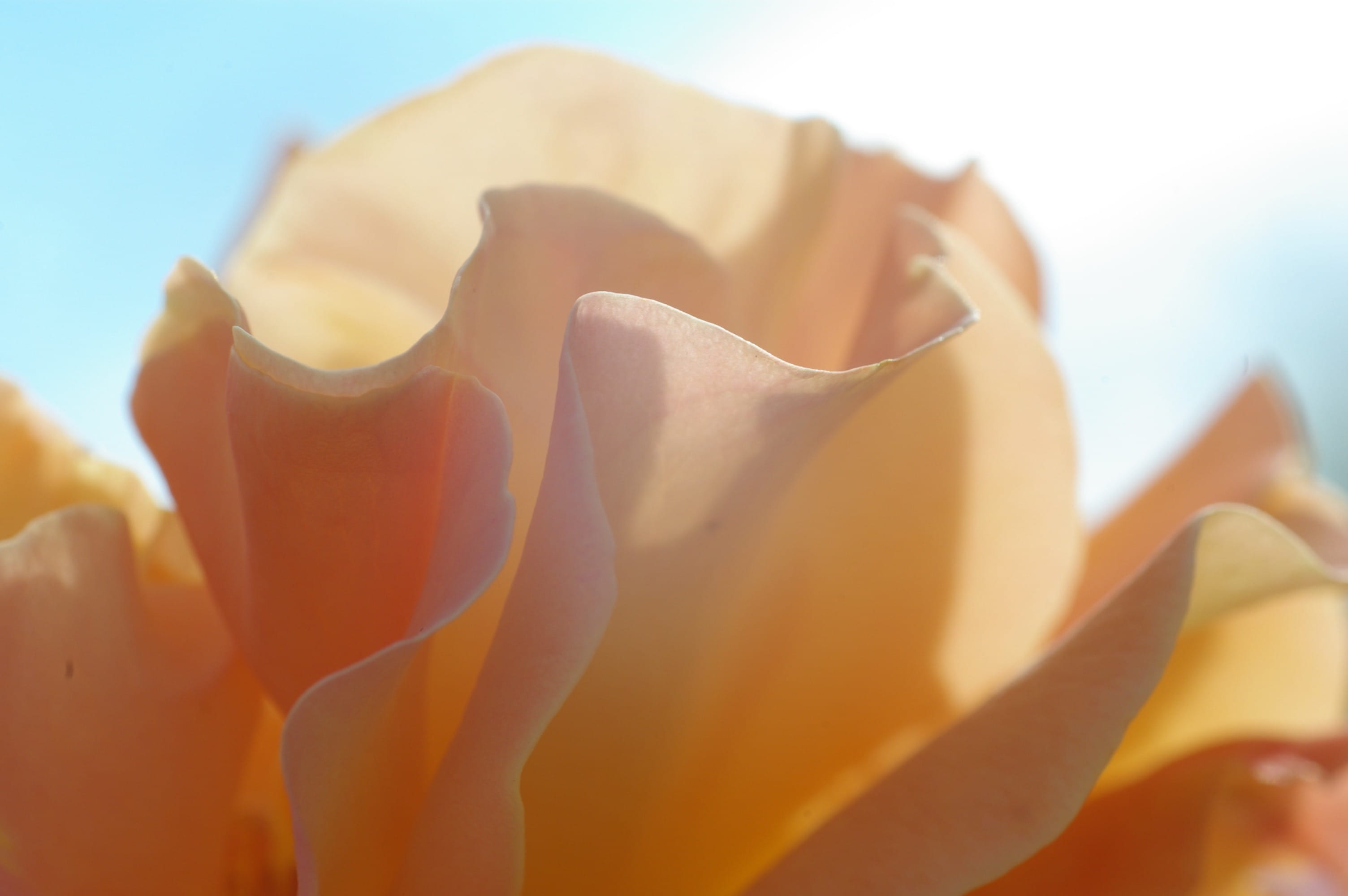 rose, photography, yellow, close-up, 2K, flower head, growth, pollen, petals, plant, purity, fragility, extreme close-up, shallow focus, cheerful, close, HD Wallpaper
