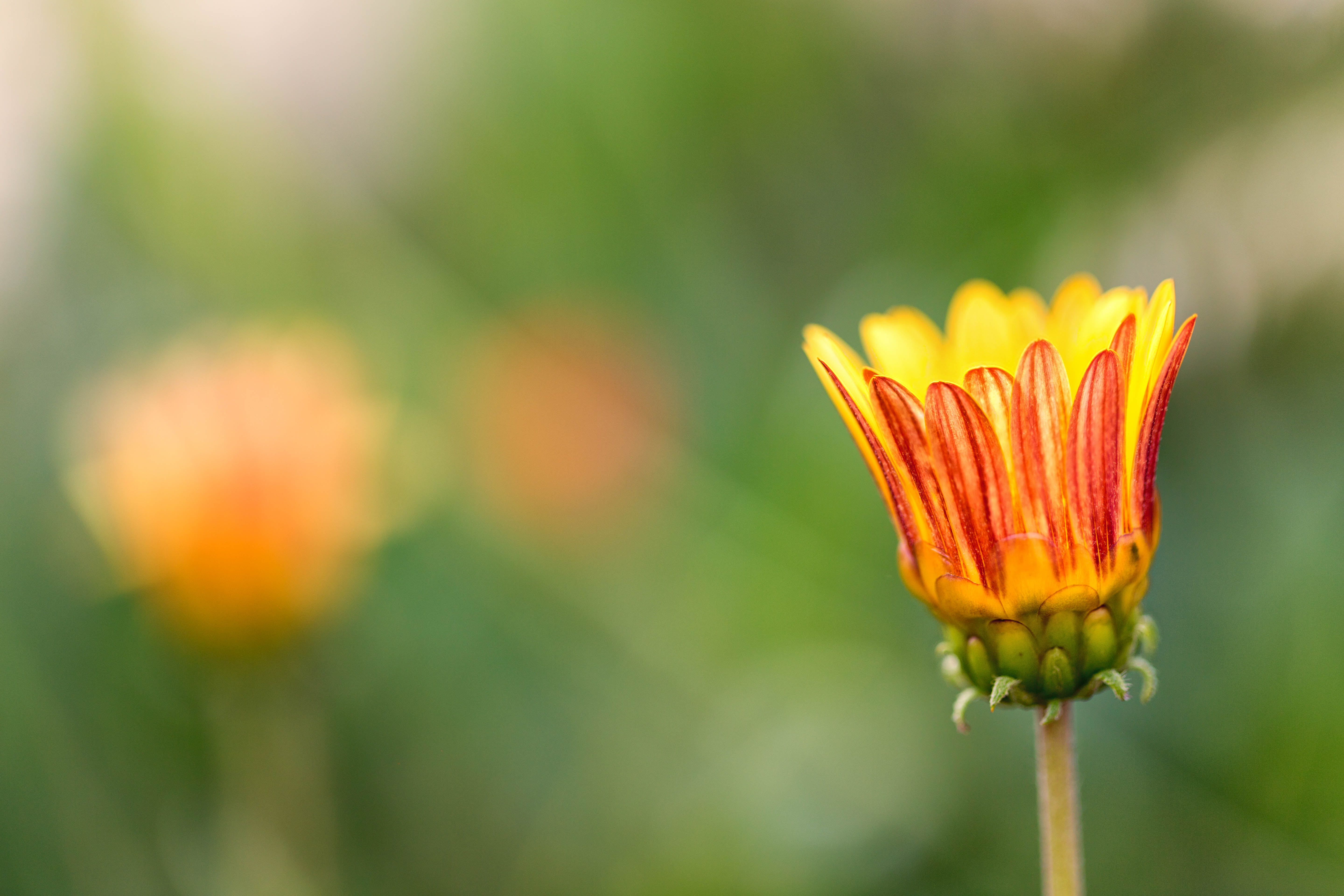 macro, Waiting for the Sun, photography, daisies, nature, flower, close-up, petal, 5K, red, beauty In Nature, flower  flower, focus, Denver Botanic Gardens, HD Wallpaper