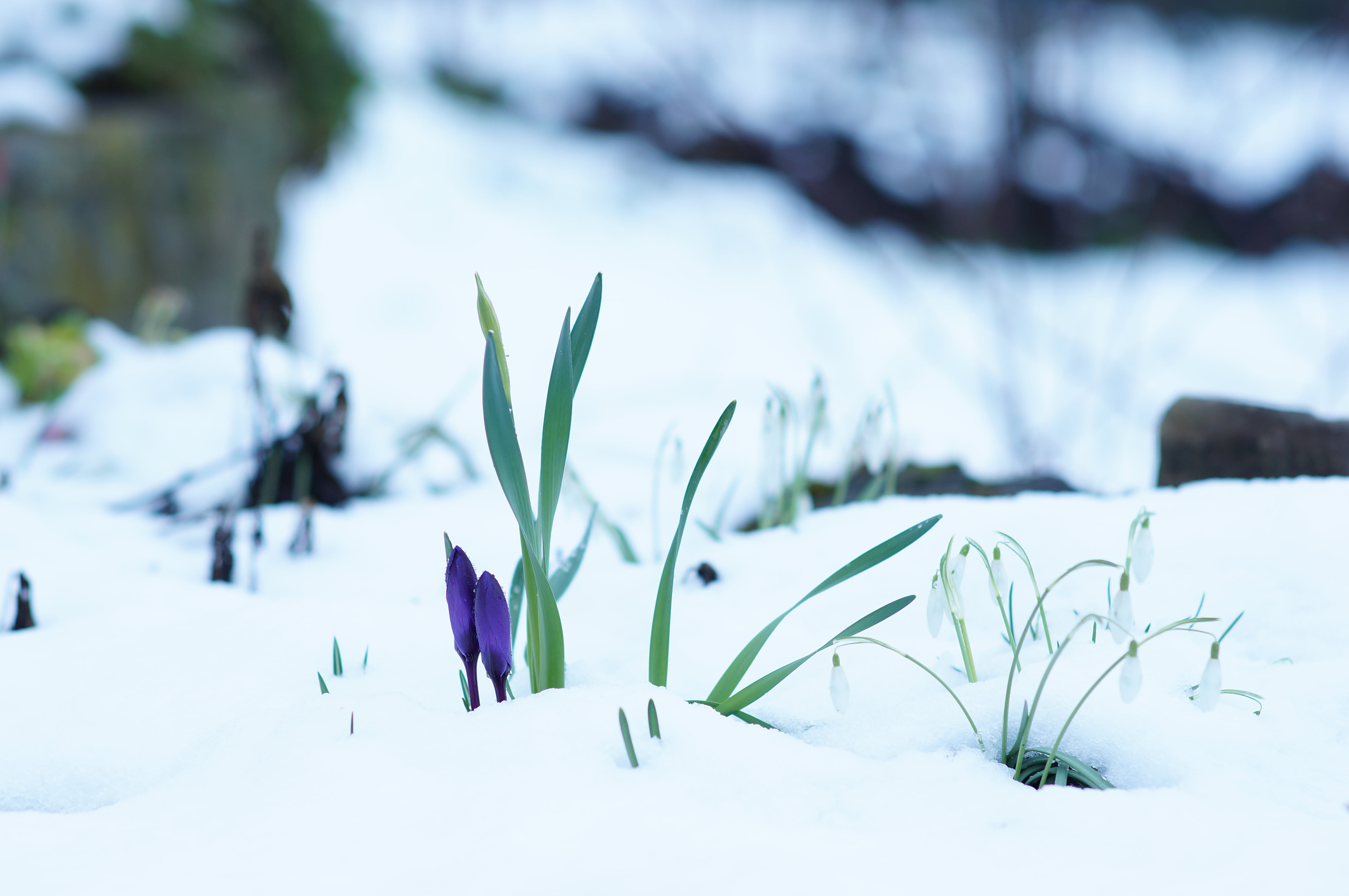 Explored, Winter, Kurpfalz, Kraichgau, best, Popular, Europa, garden, Nex-5N, Baden-Württemberg, manuelle, vintage, outdoors, season, Snowdrops, prime  lens, HD Wallpaper