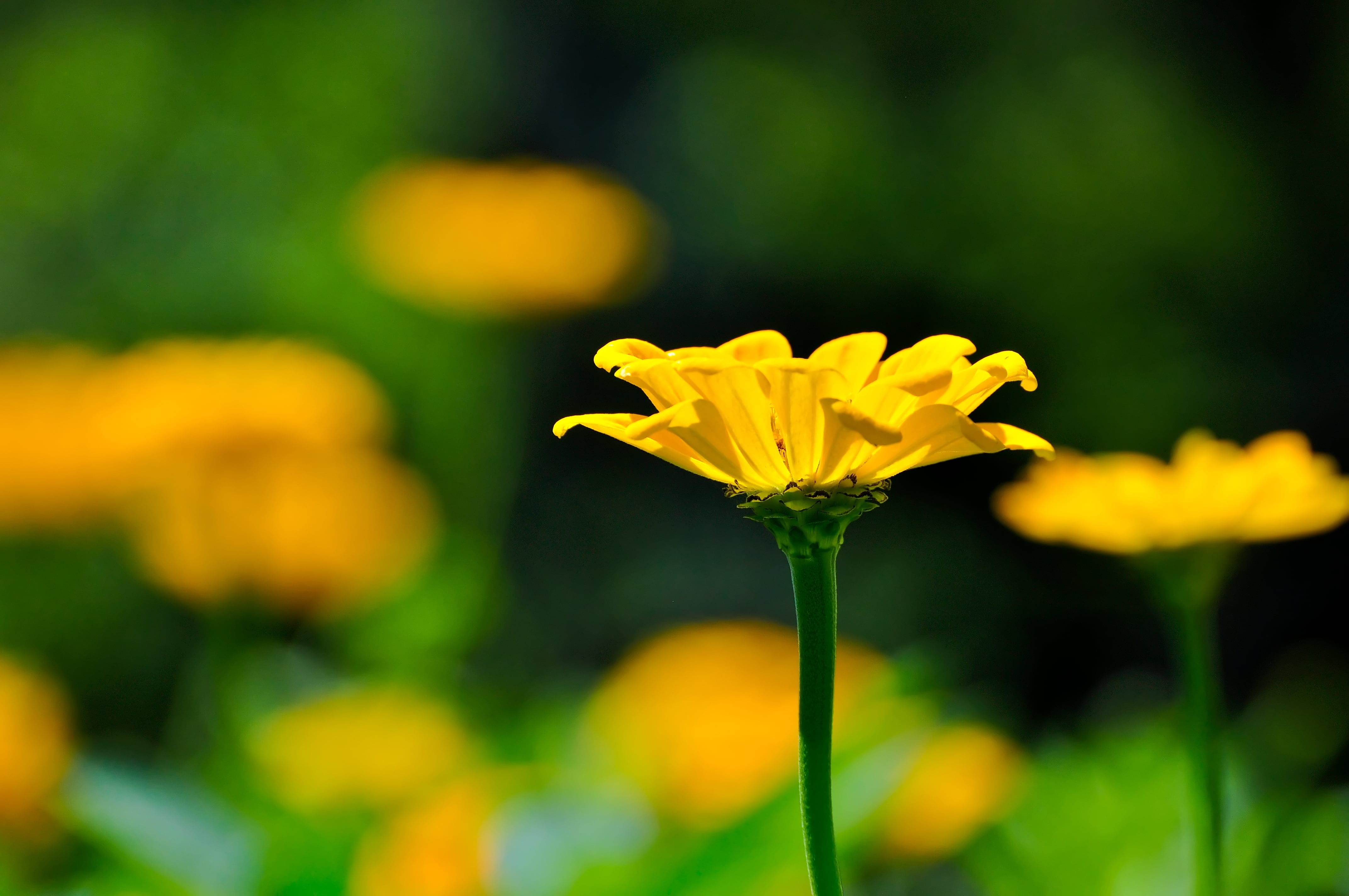Manchester, close-up, buff, garden, orange, nature, shallow, platinum, shallow focus, outdoors, summer, brilliant, floral, gold, mustard, Mom, colorful, HD Wallpaper