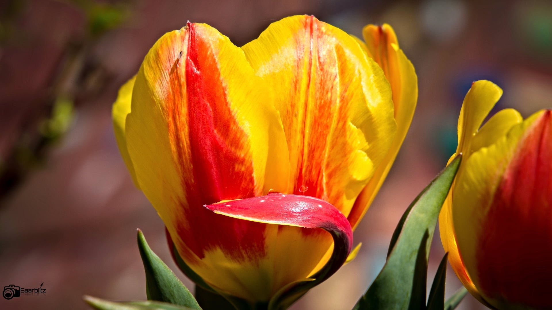 canon, close-up, photography, petal, leaf, shallow, beauty In Nature, frühling, saarland, nature, ef, blumen, Waving, flower, tulip, 105mm, focus, yellow, HD Wallpaper
